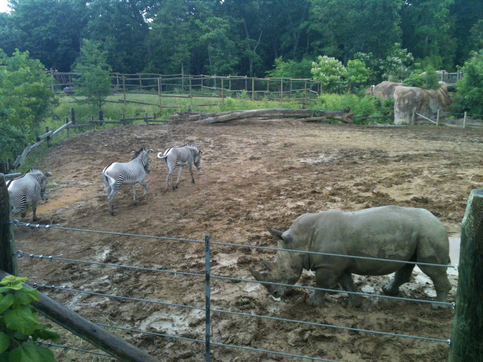 Africa-Rhino and Zebra Yard