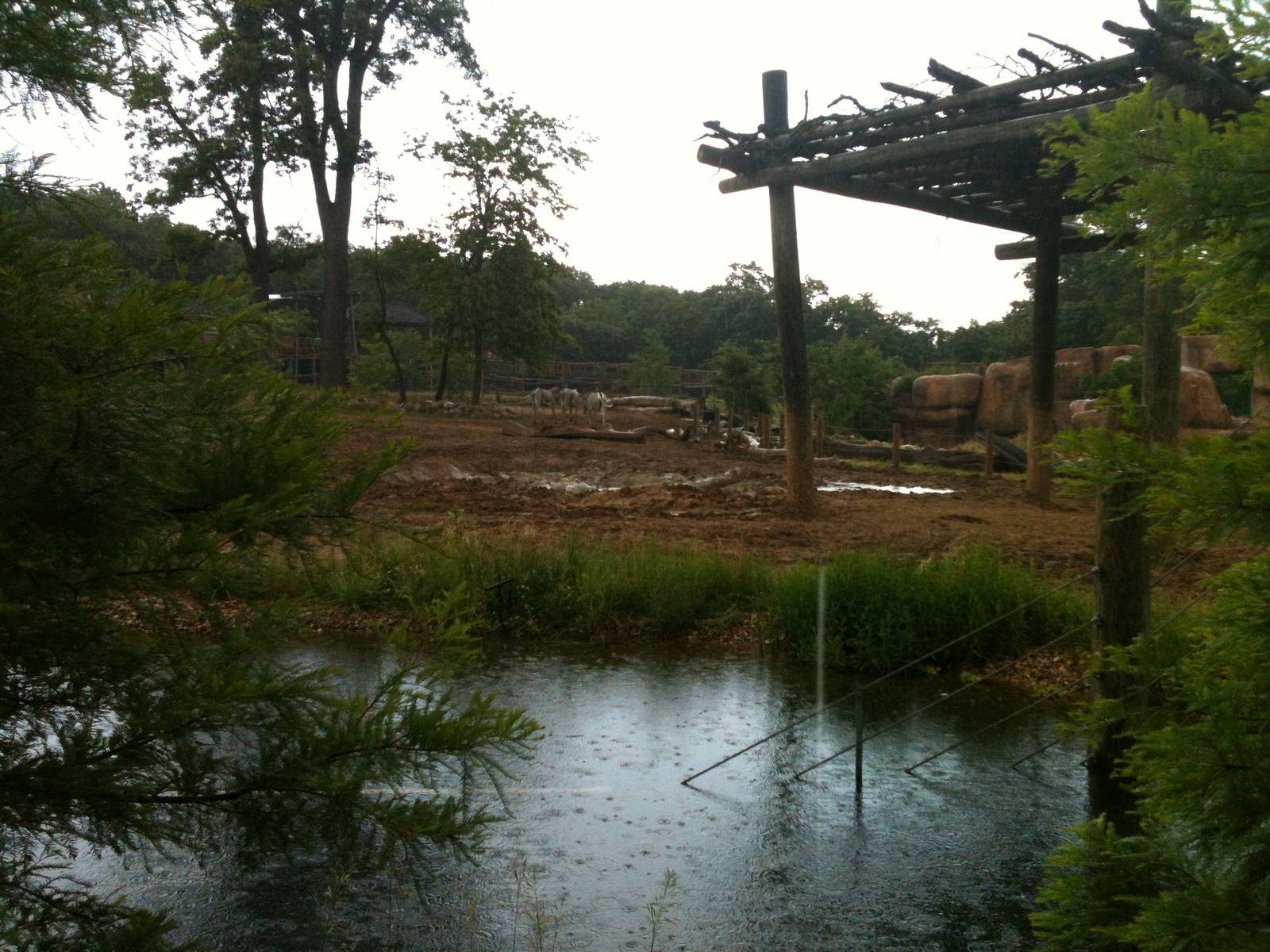 Africa-Rhino and Zebra Yard