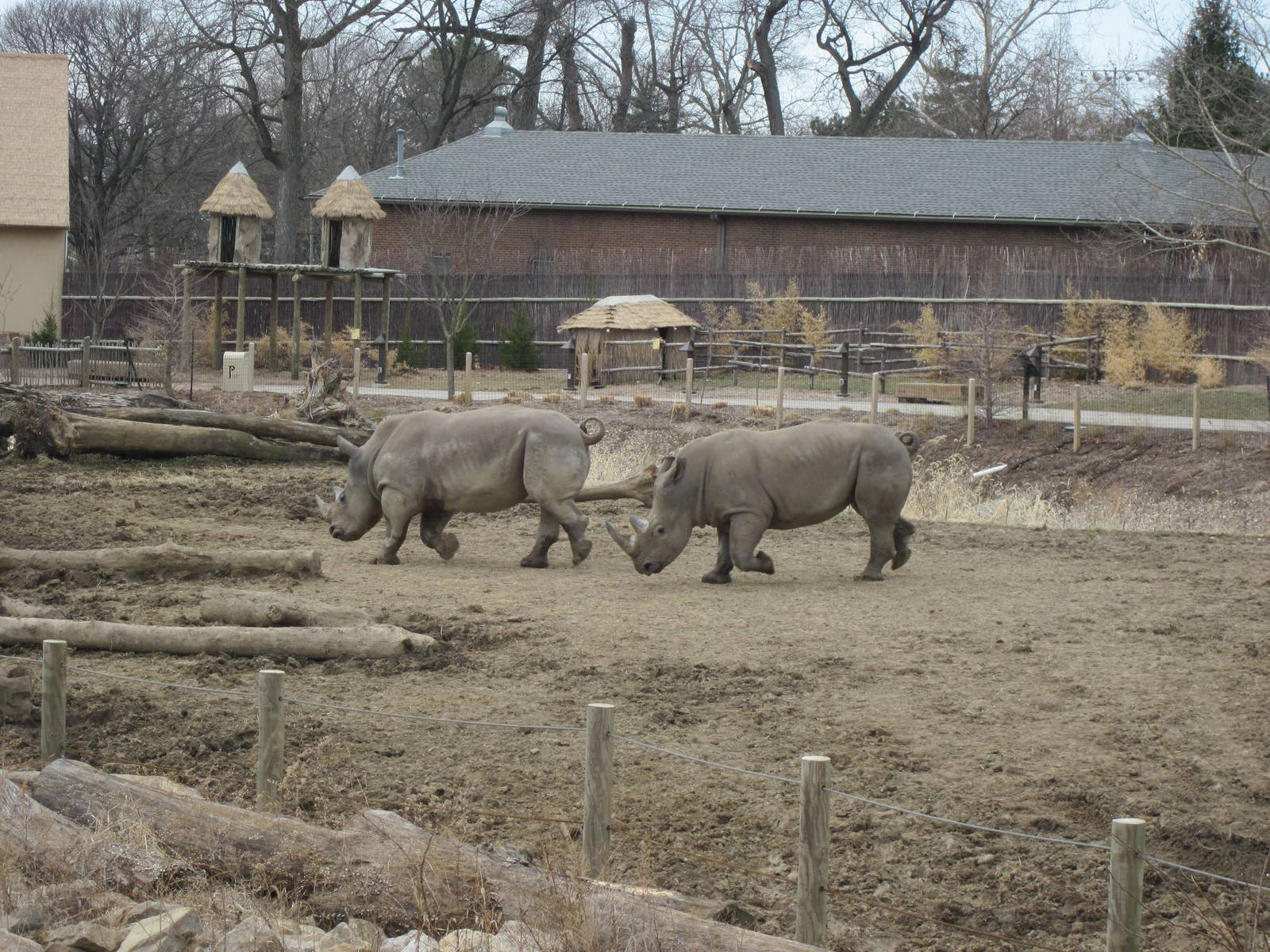 Africa- Rhino/Zebra Yard