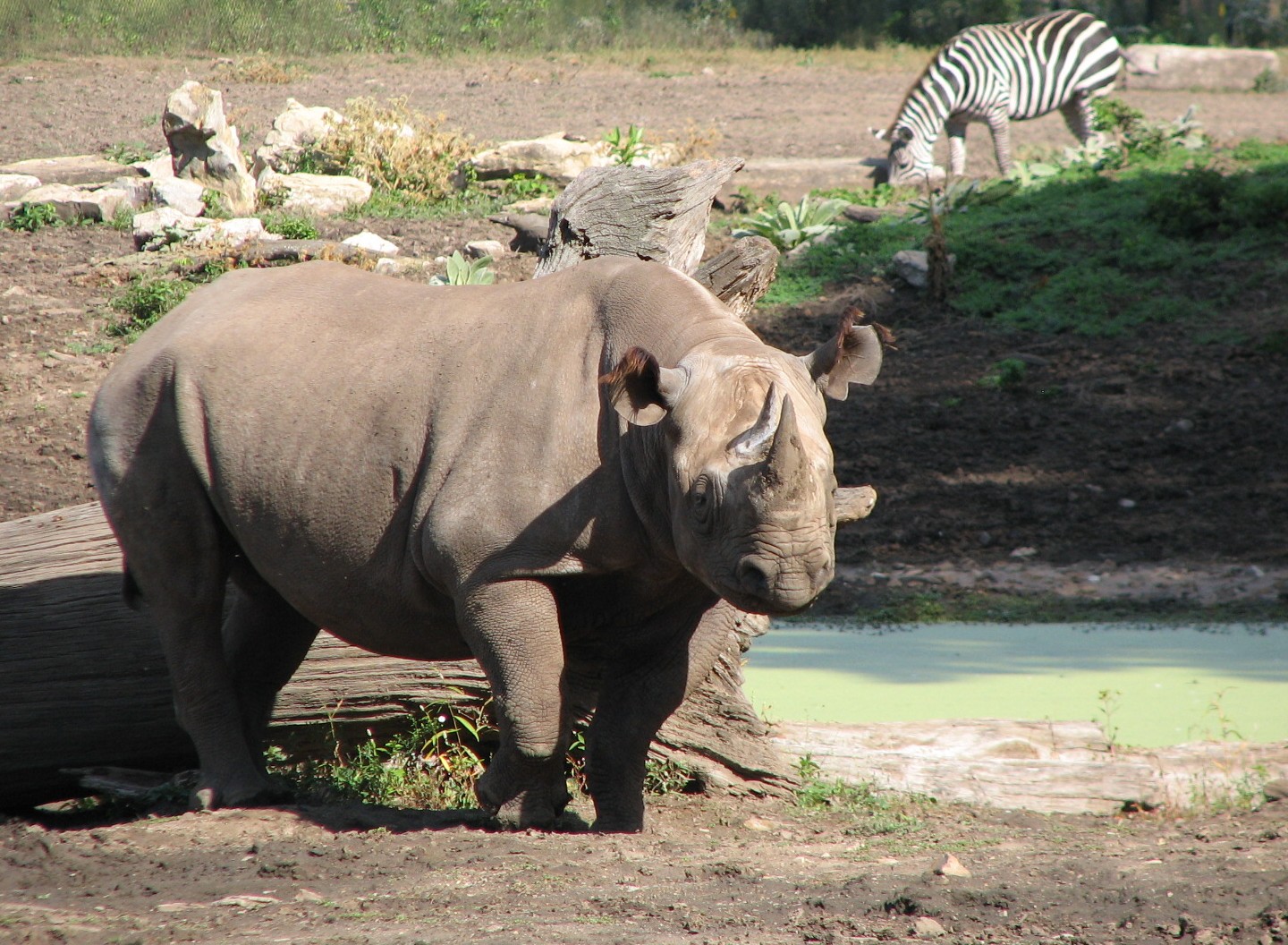 Africa - Rhino