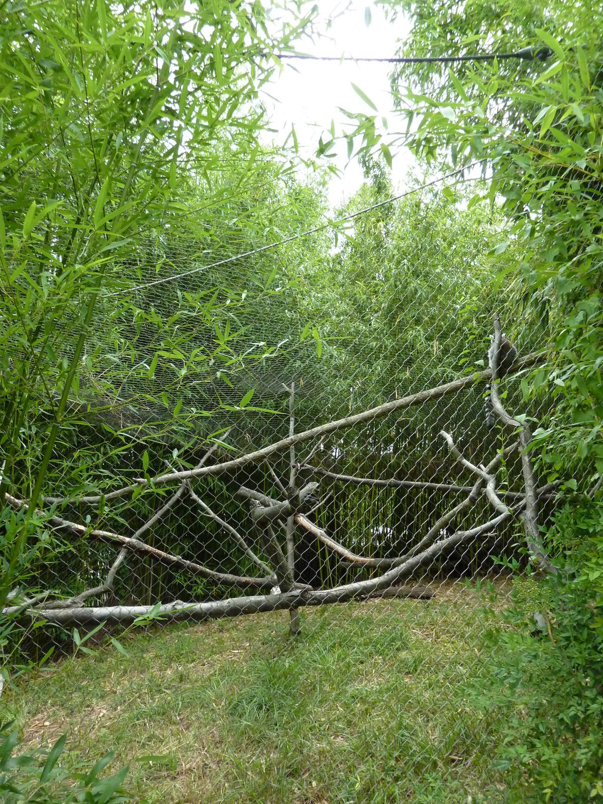Africa - Ring-Tailed Lemur Exhibit