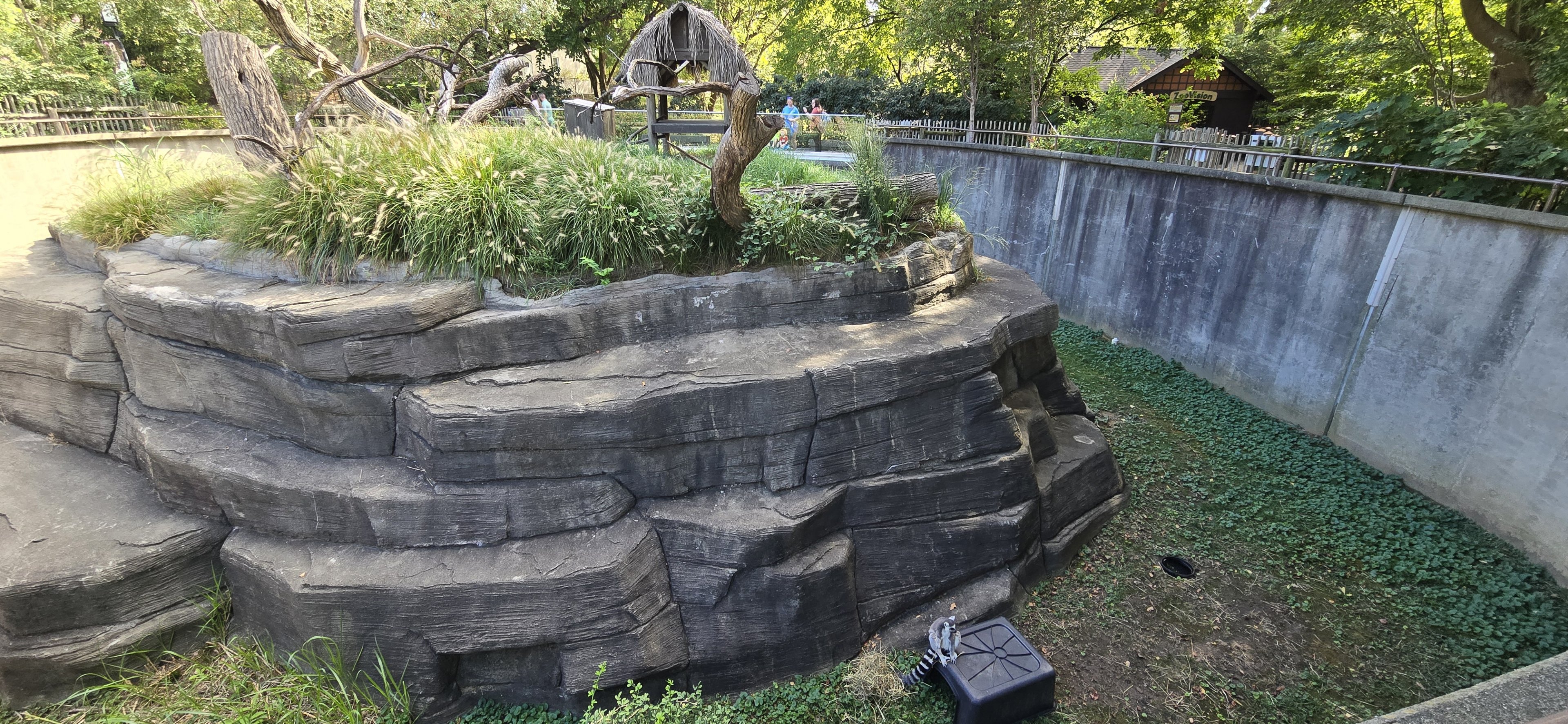 Africa - Ring tailed lemur
