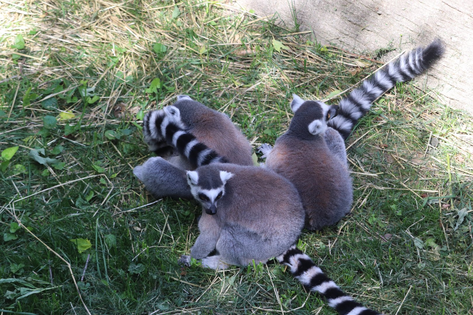 Africa - Ring-Tailed Lemurs