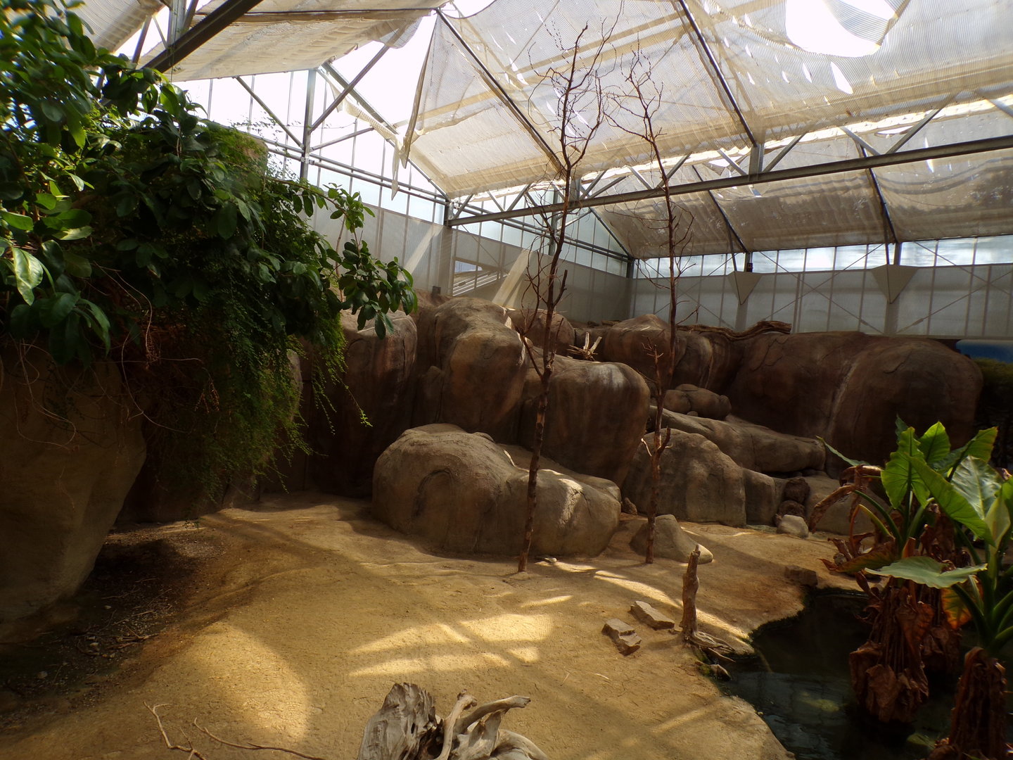 Africa- Rock hyrax enclosure 13.7.23