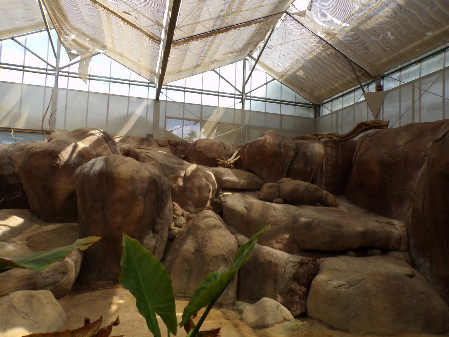 Africa- Rock hyrax enclosure 13.7.23