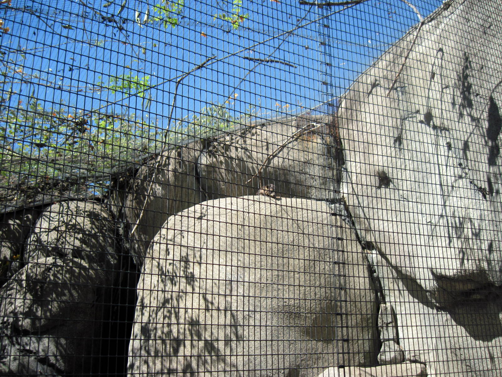 Africa-Rock Hyrax/Masked Lovebird Exhibit