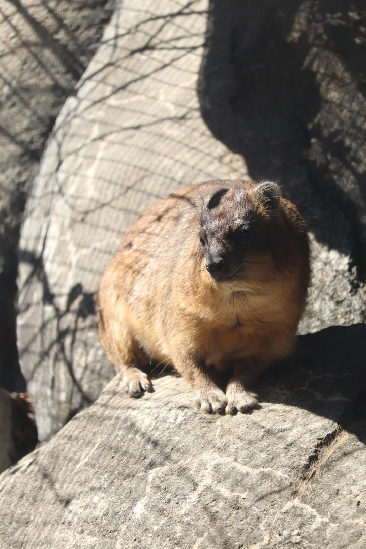 Africa - Rock Hyrax