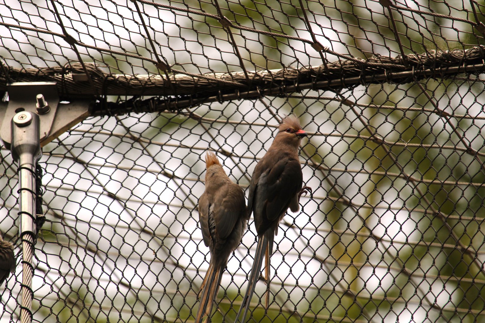 Africa Rocks - Acacia Woodland - Blue-naped Mousebirds