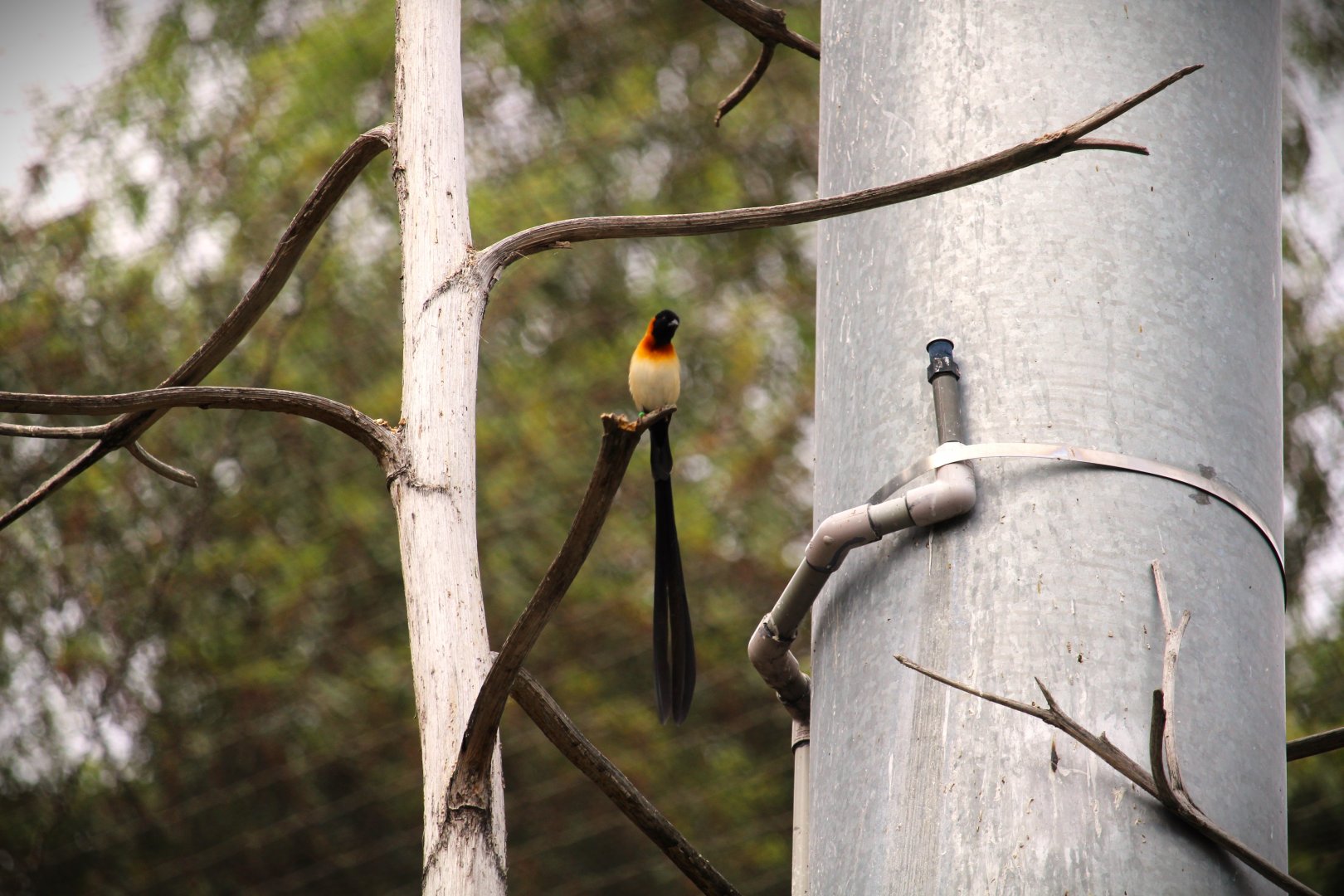 Africa Rocks - Acacia Woodland - Exclamatory Paradise-Whydah