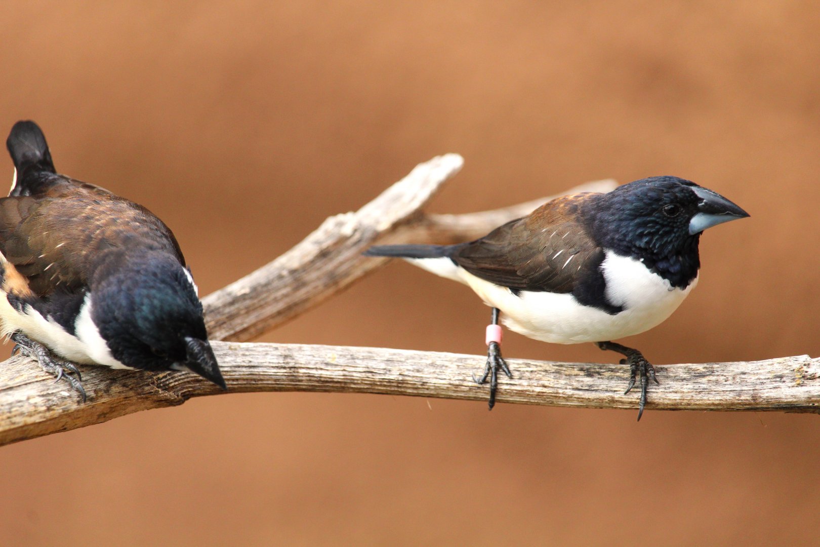 Africa Rocks - Acacia Woodland - Magpie Mannikins