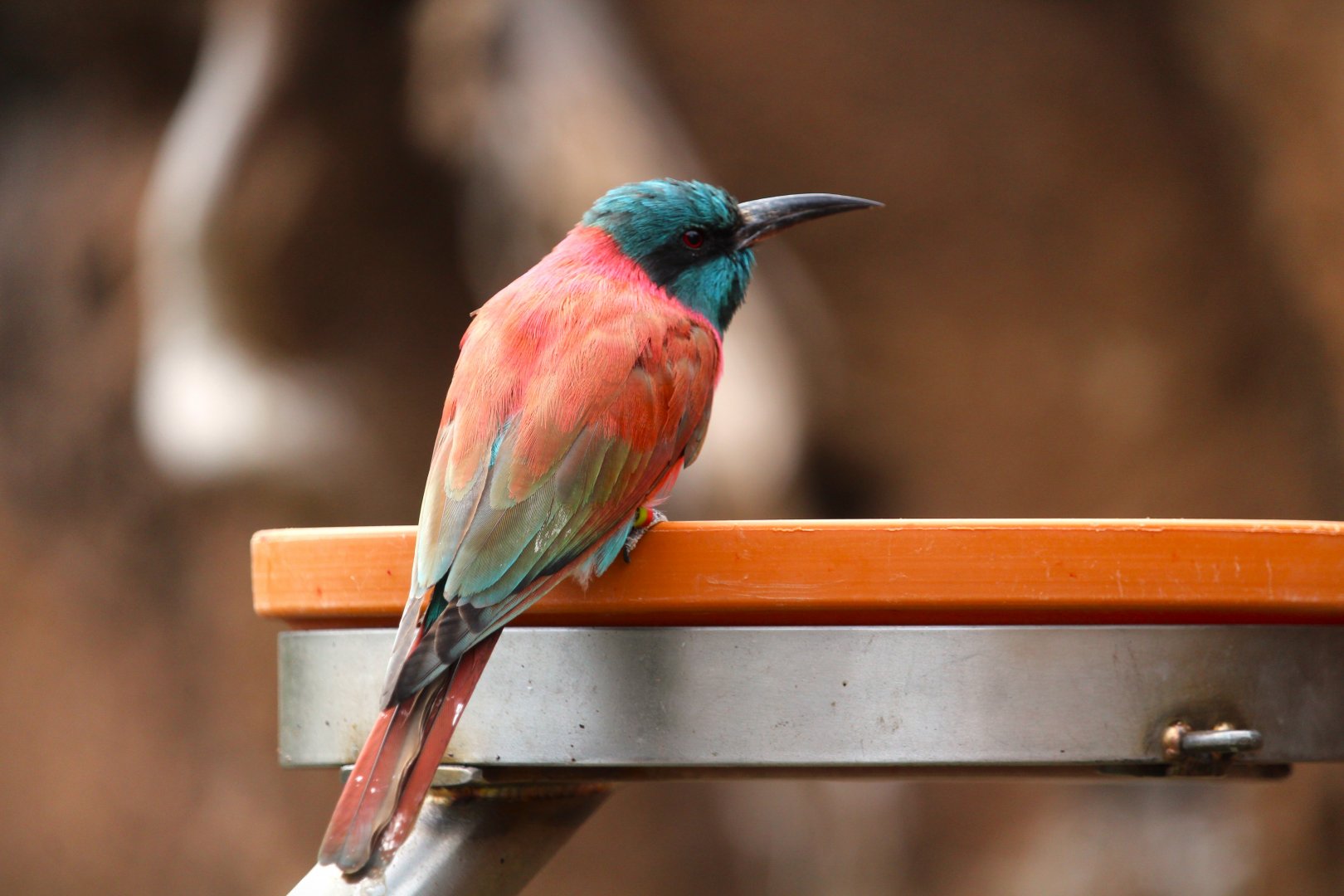 Africa Rocks - Acacia Woodland - Northern Carmine Bee-Eater
