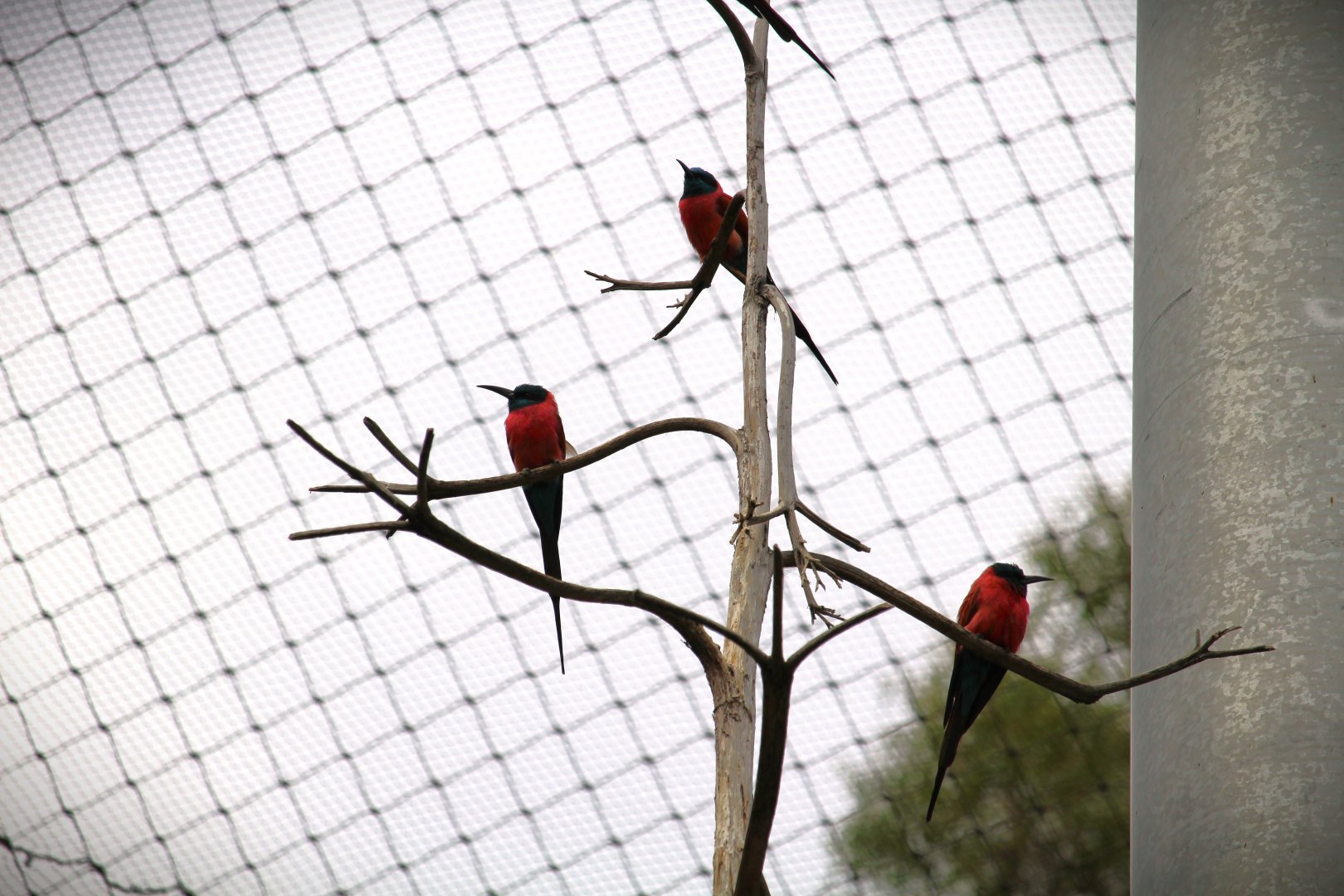 Africa Rocks - Acacia Woodland - Northern Carmine Bee-Eaters