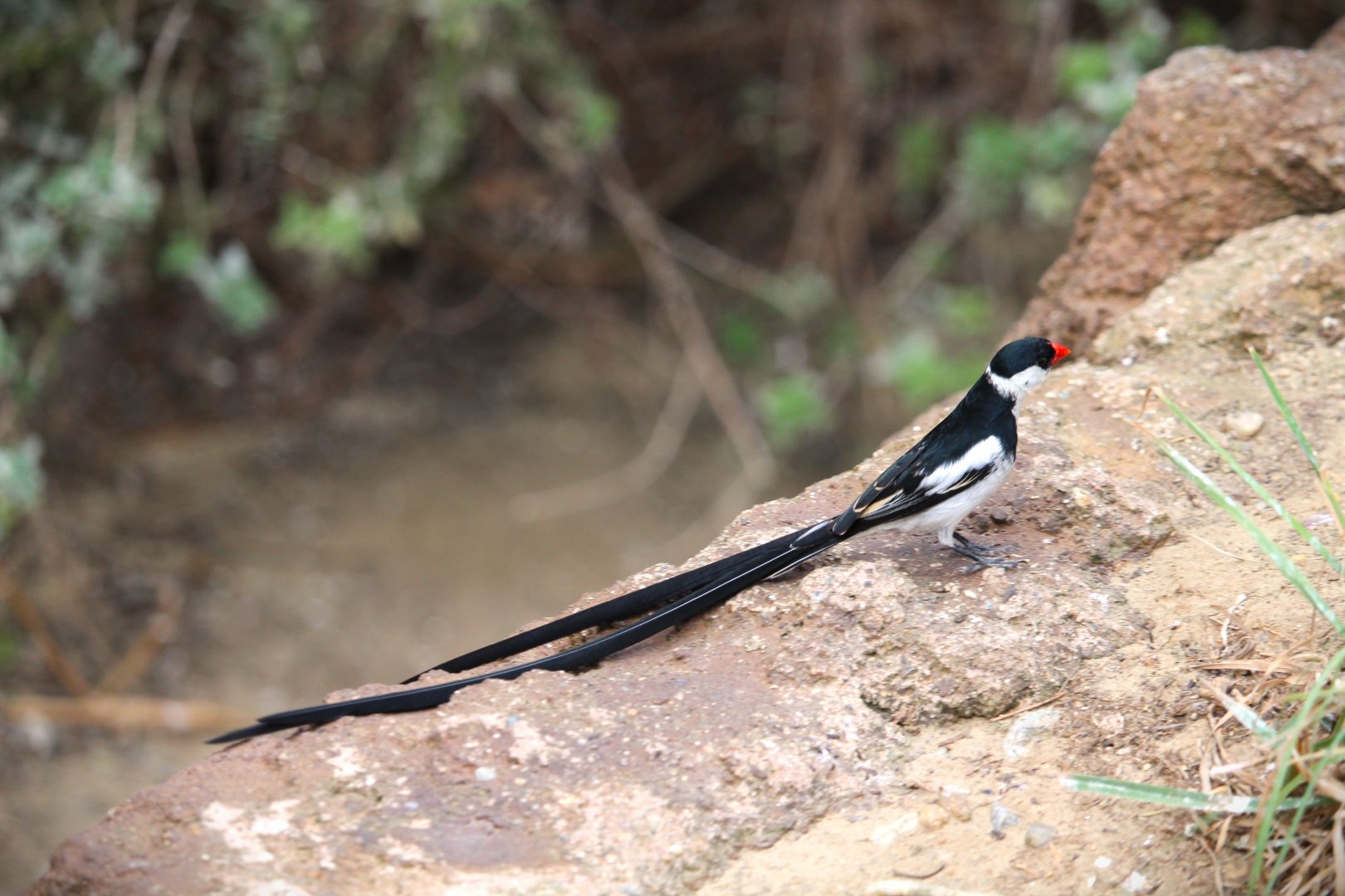 Africa Rocks - Acacia Woodland - Pin-tailed Whydah