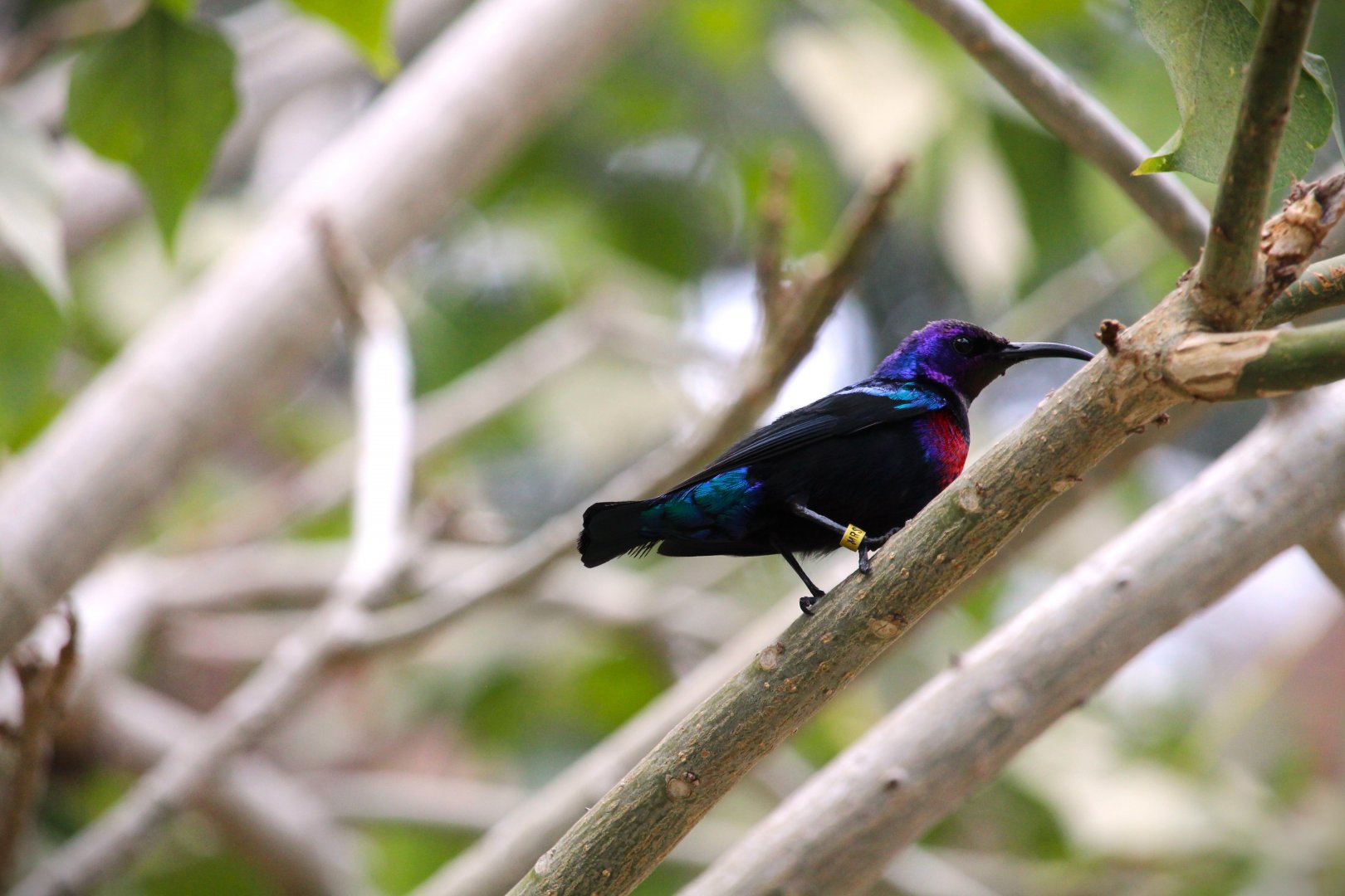 Africa Rocks - Acacia Woodland - Splendid Sunbird