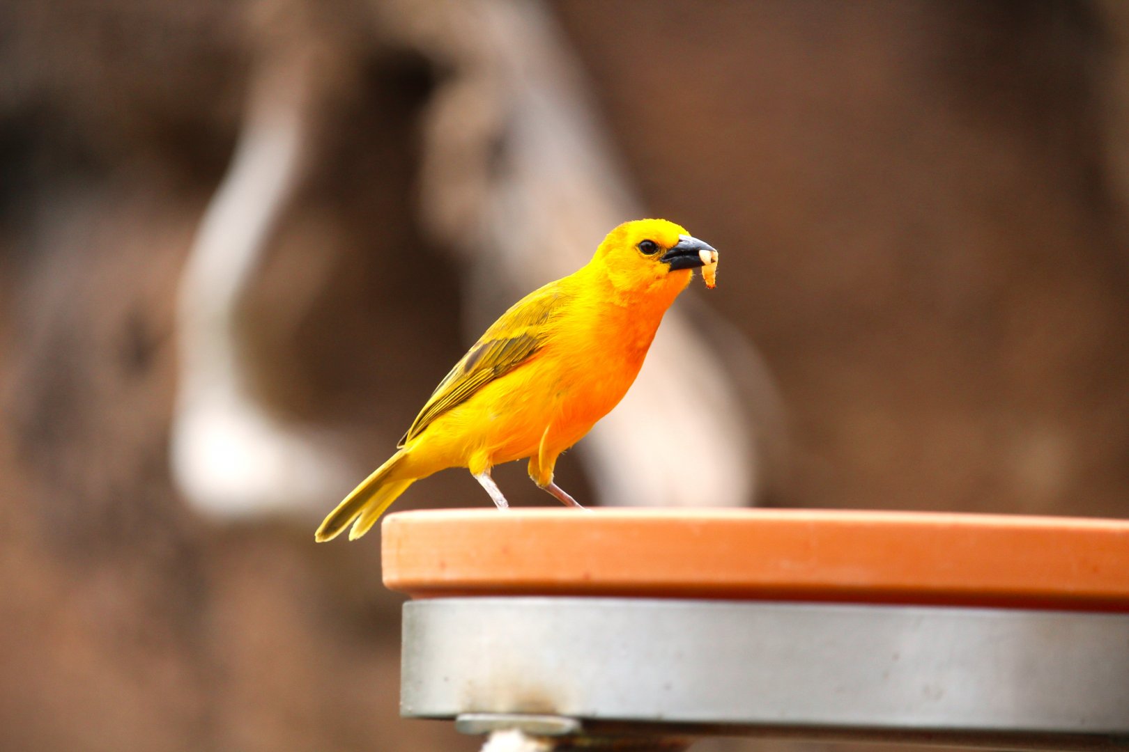 Africa Rocks - Acacia Woodland - Taveta Weaver
