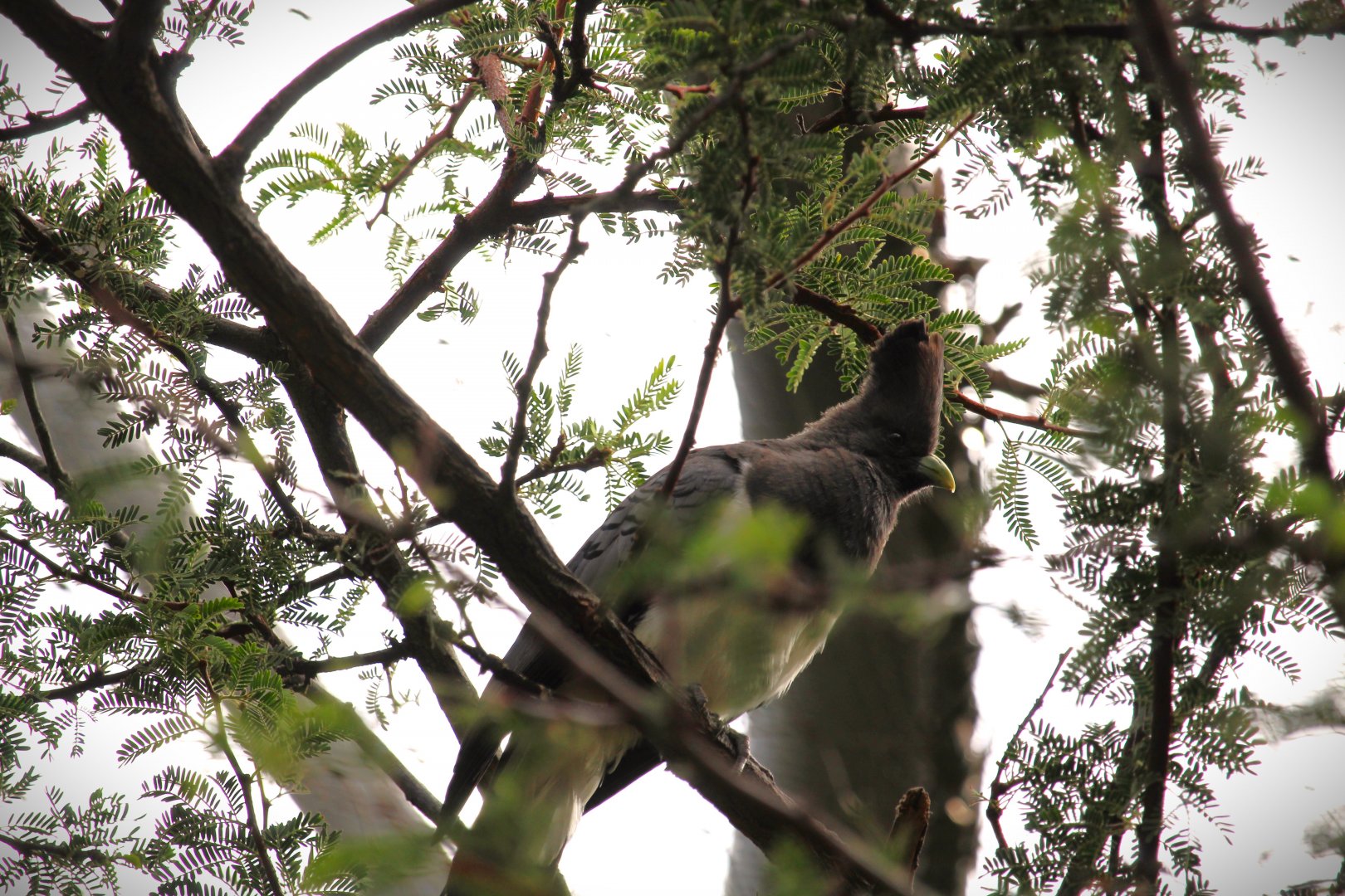 Africa Rocks - Acacia Woodland - White-bellied Go-Away-Bird