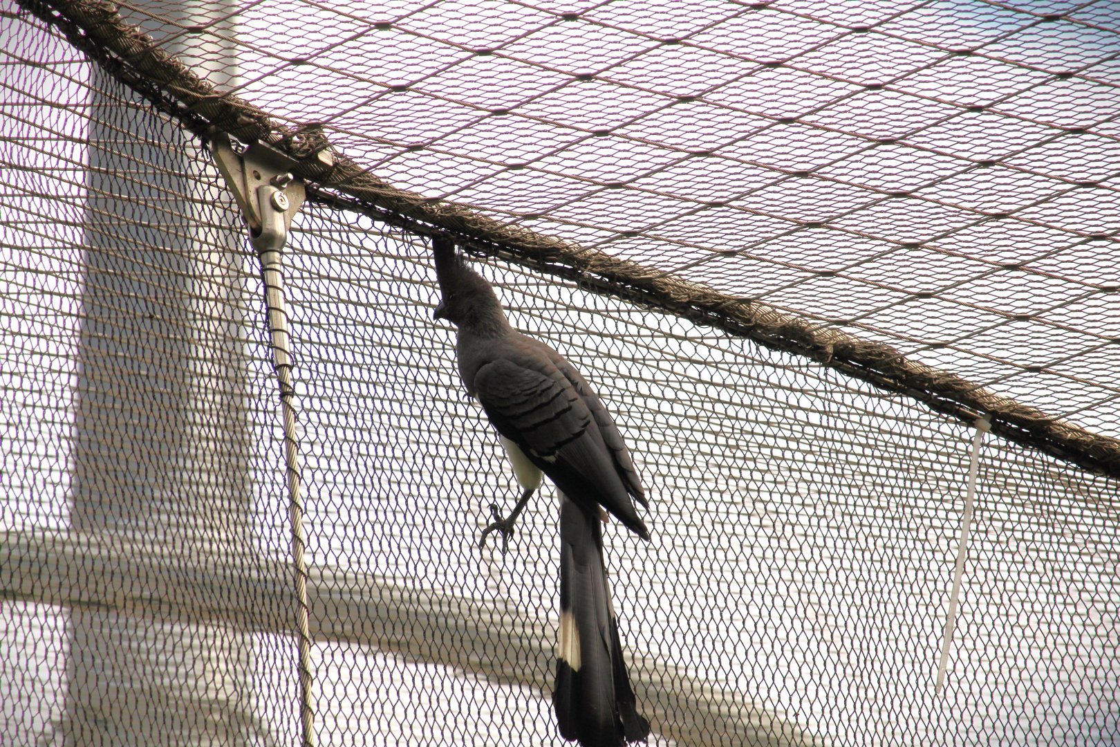 Africa Rocks - Acacia Woodland - White-bellied Go-Away-Bird