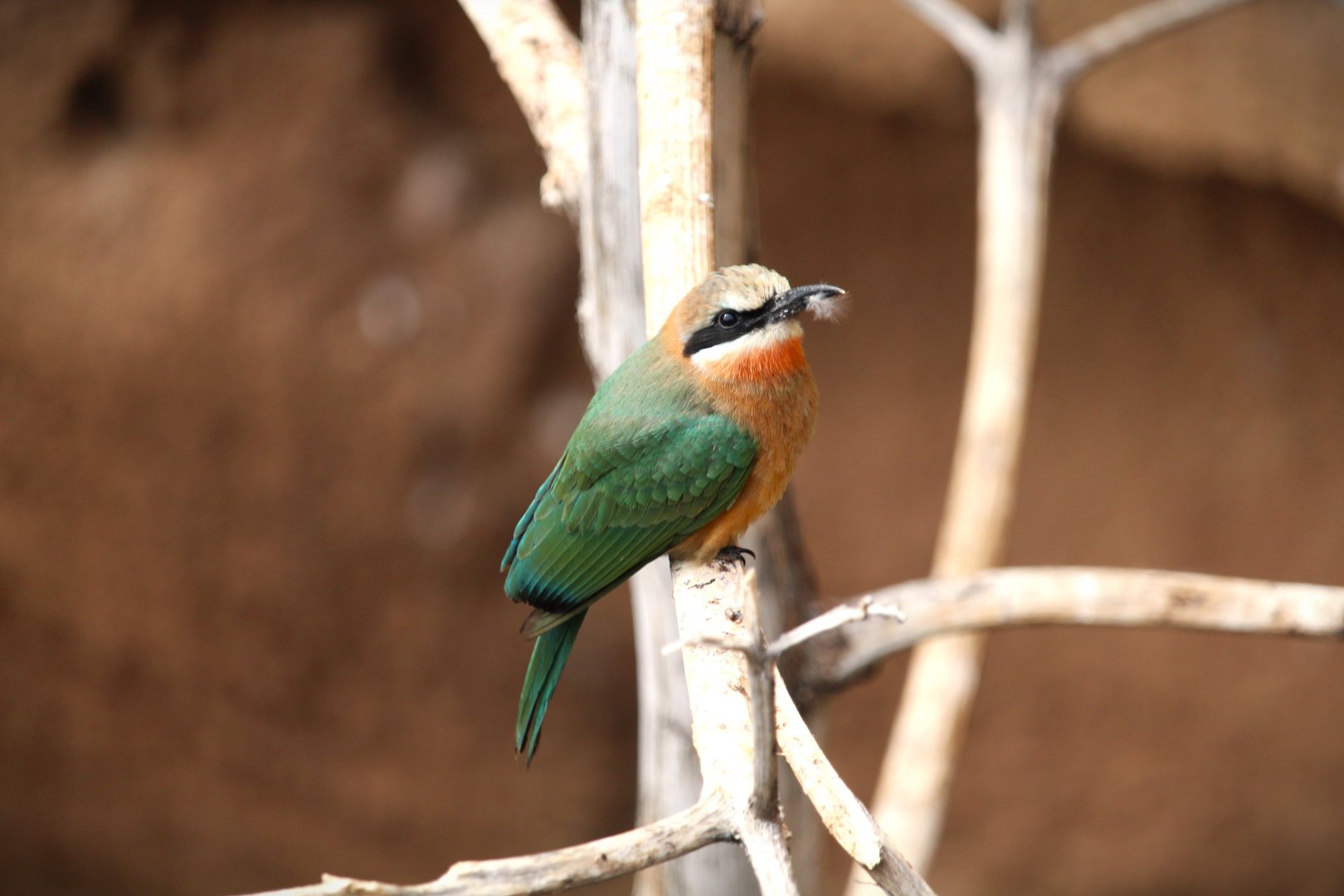 Africa Rocks - Acacia Woodland - White-fronted Bee-Eater