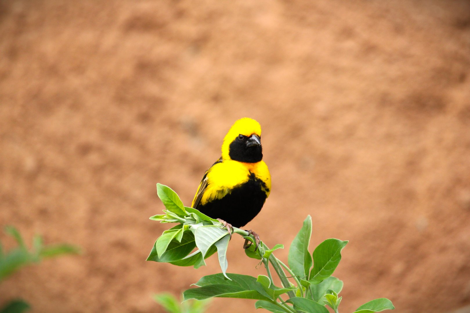 Africa Rocks - Acacia Woodland - Yellow-crowned Bishop