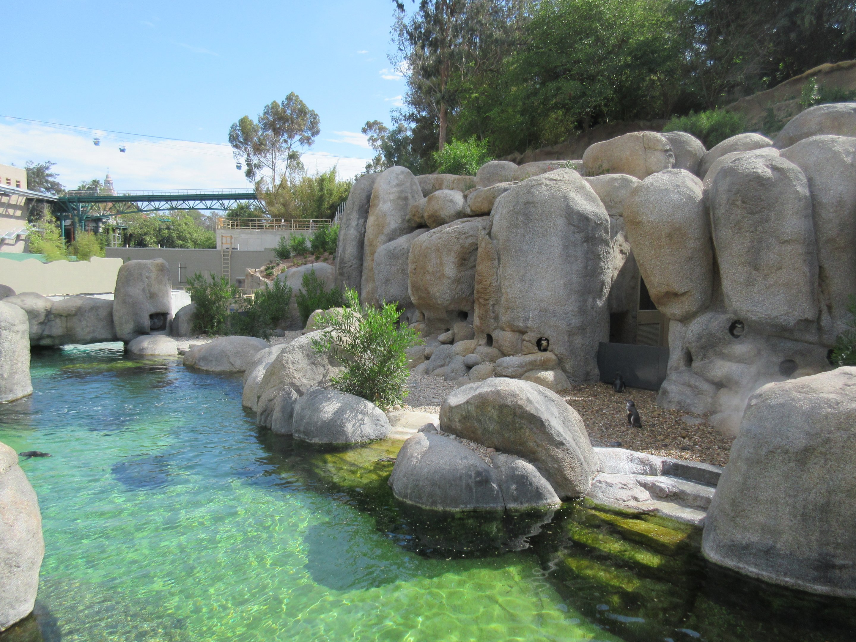Africa Rocks - African Penguin/Leopard Shark Exhibit