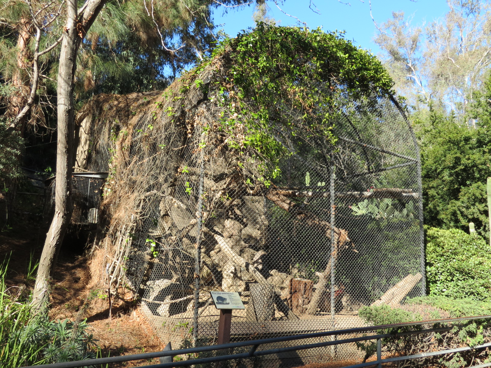 Africa Rocks - African Yellow-spotted Rock Hyrax Exhibit