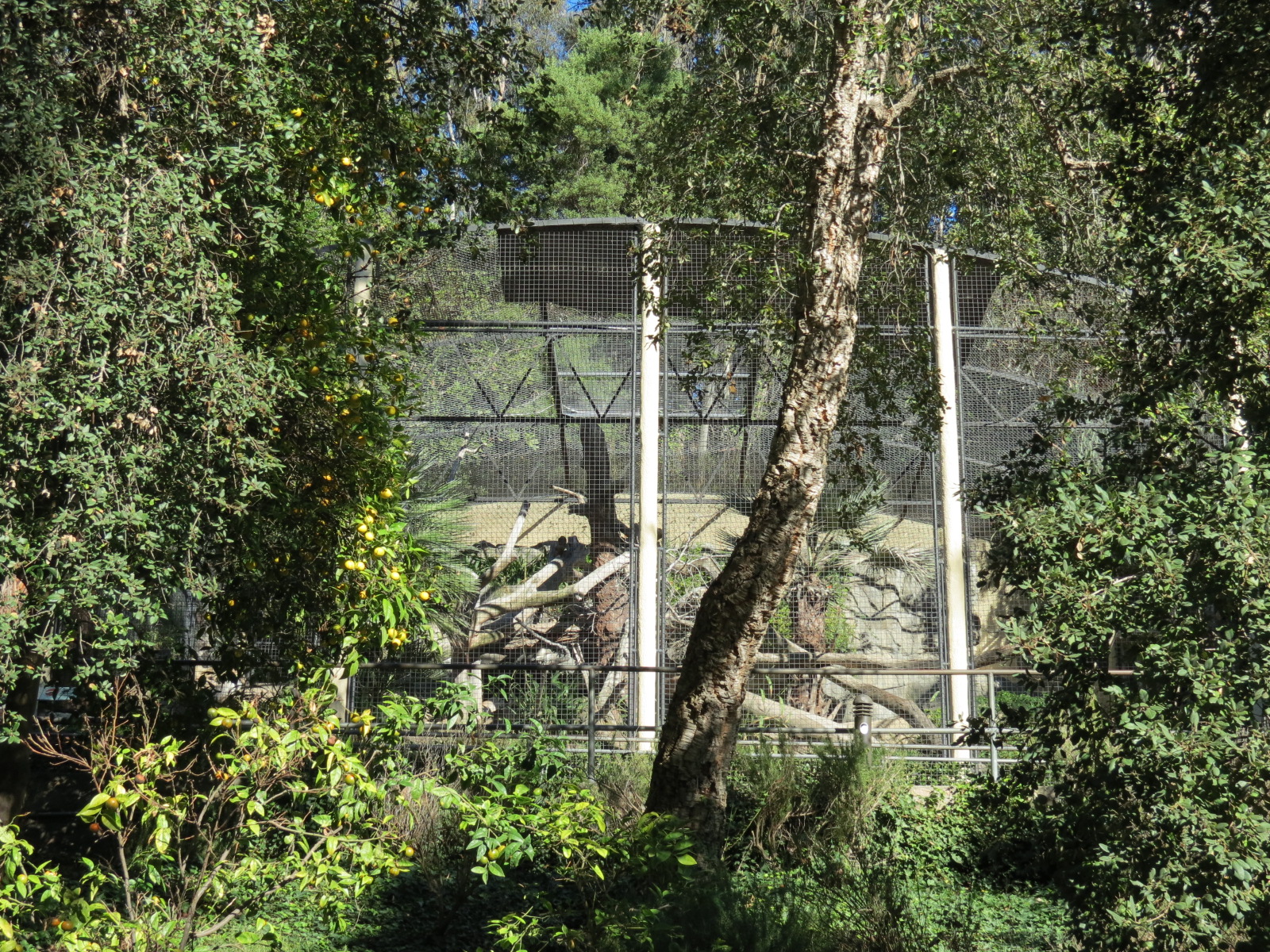Africa Rocks - Amur Leopard Exhibit