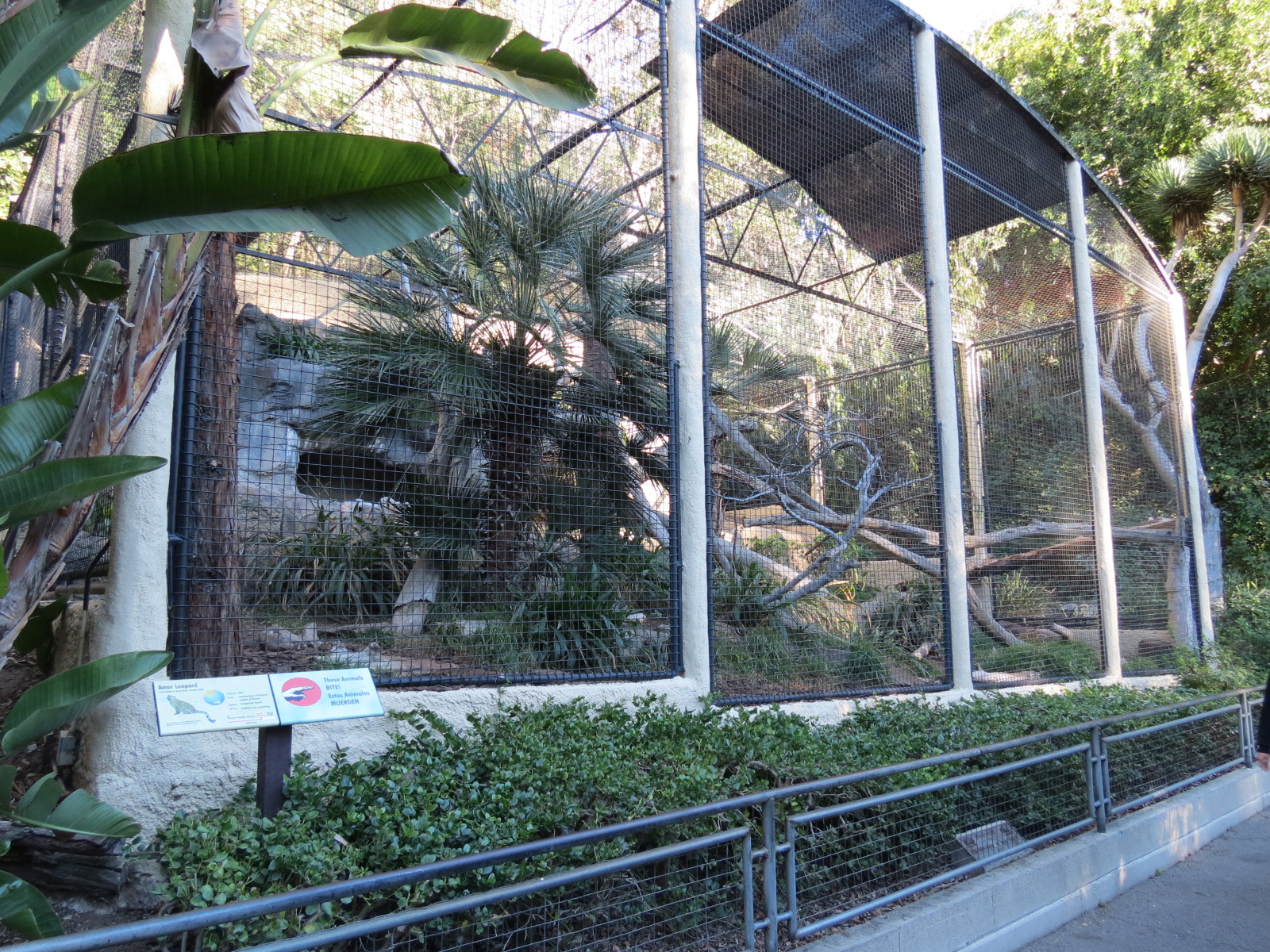 Africa Rocks - Amur Leopard Exhibit