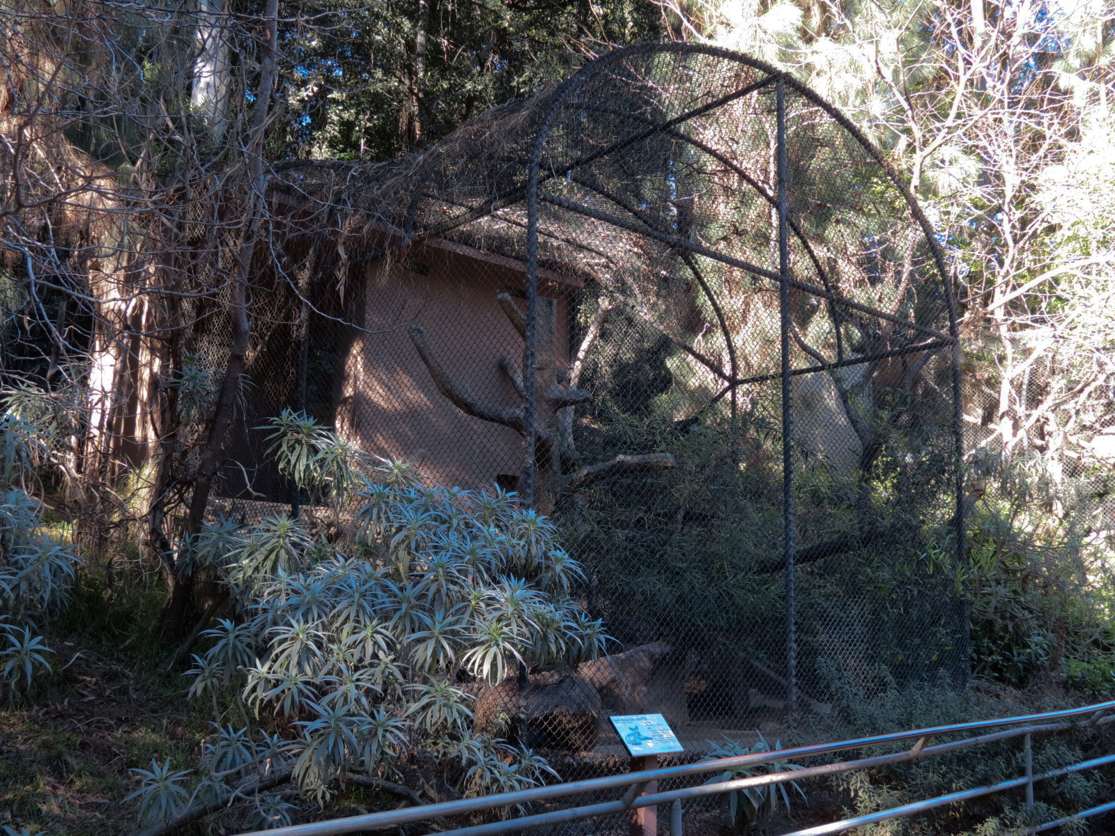 Africa Rocks - Bat-eared Fox Exhibit