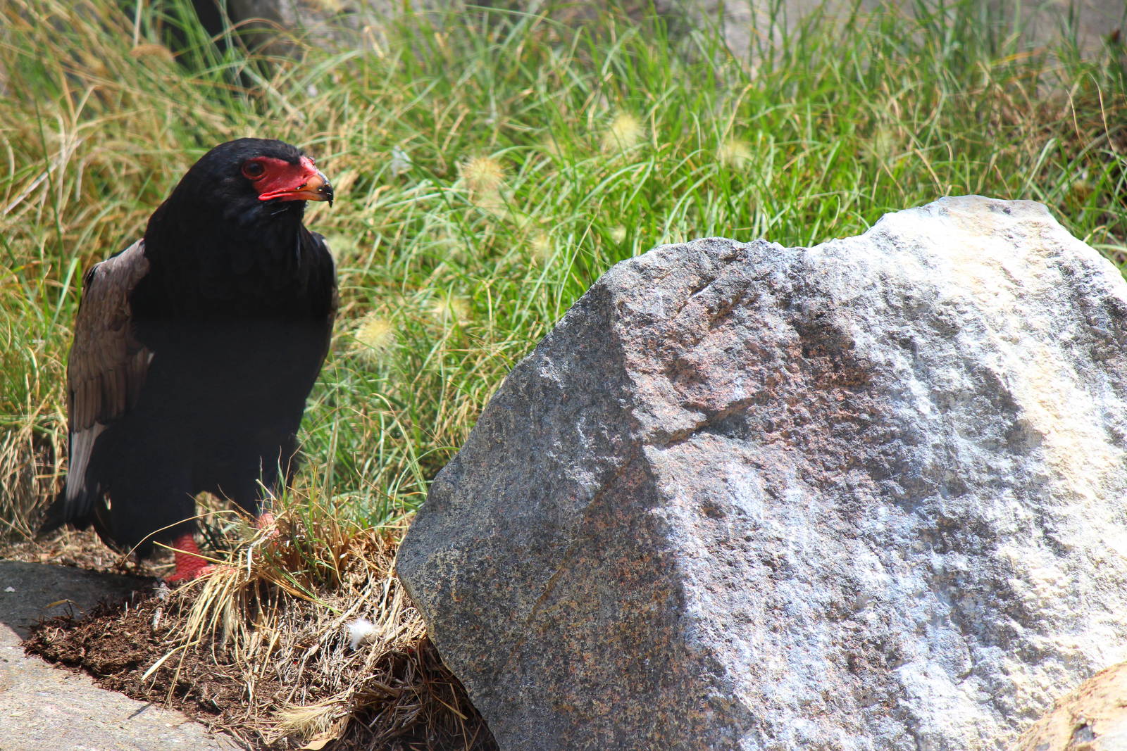 Africa Rocks - Bateleur Eagle