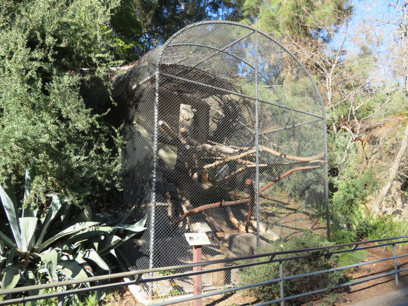 Africa Rocks - Buergers' Tree Kangaroo Exhibit