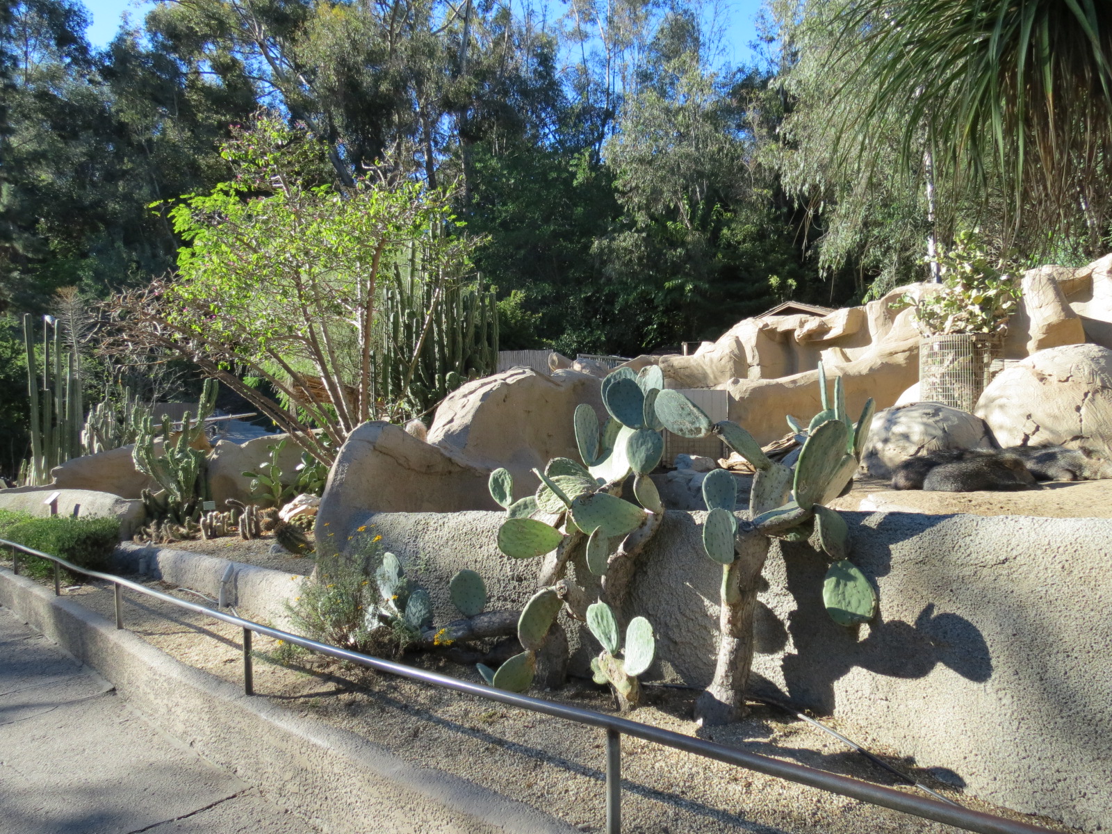 Africa Rocks - Chacoan Peccary Exhibit