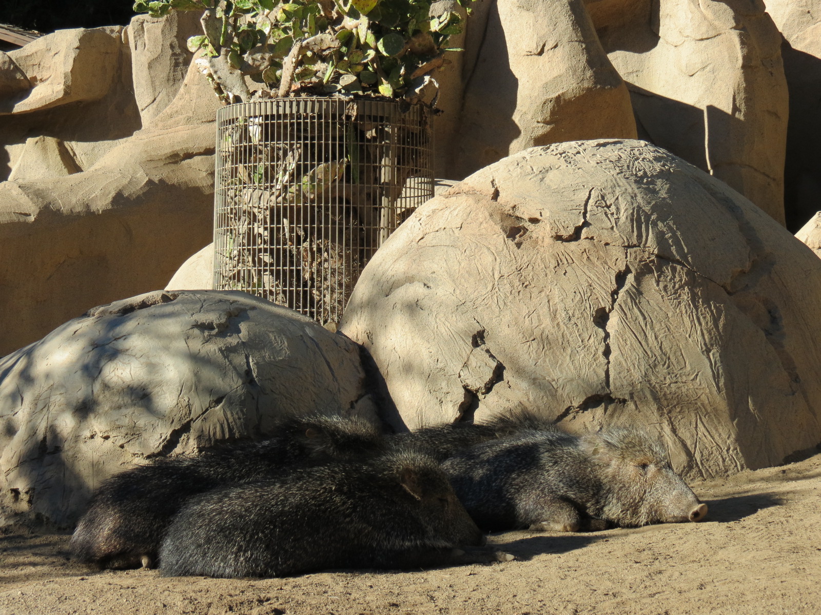 Africa Rocks - Chacoan Peccary Exhibit