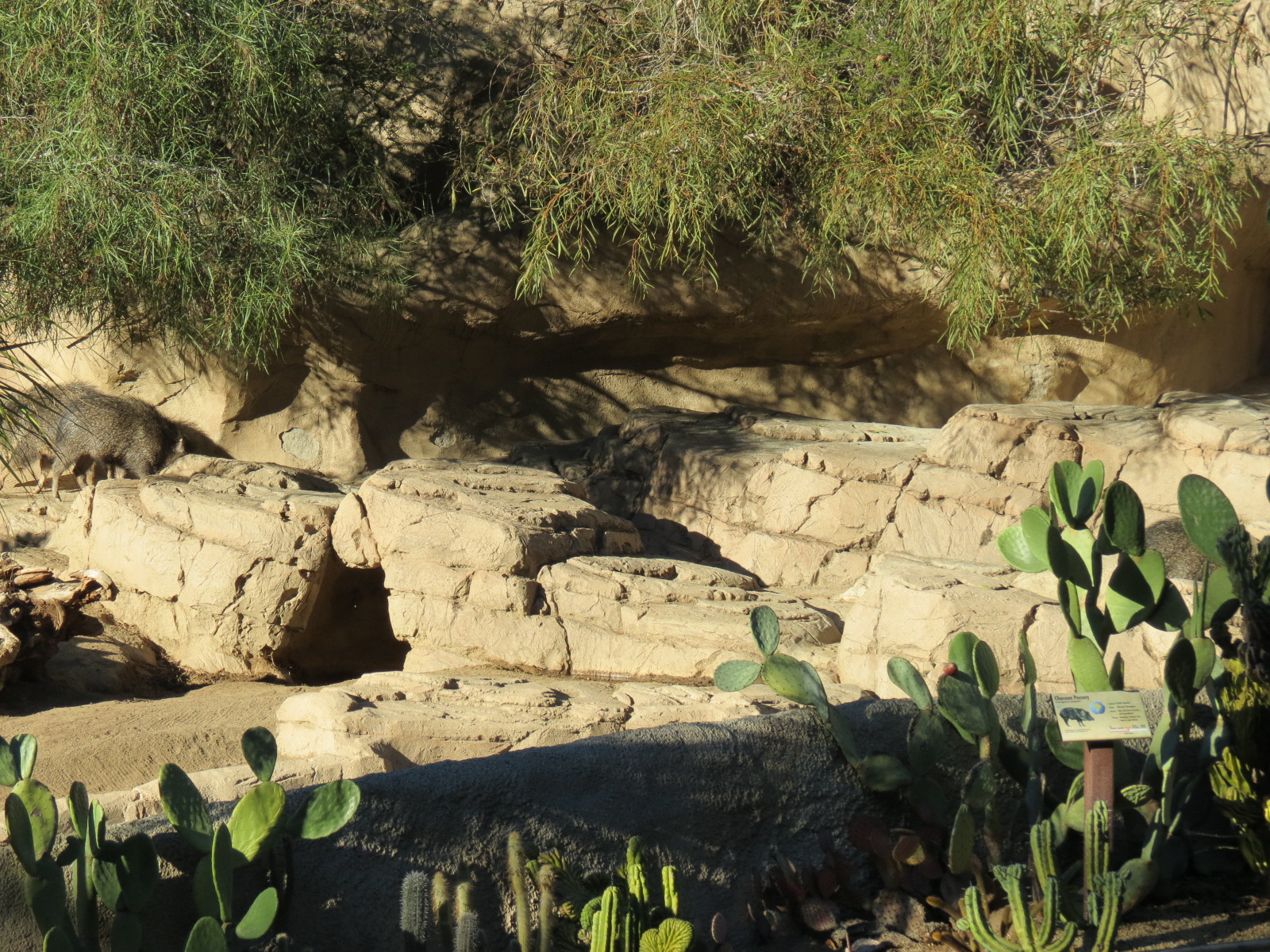 Africa Rocks - Chacoan Peccary Exhibit
