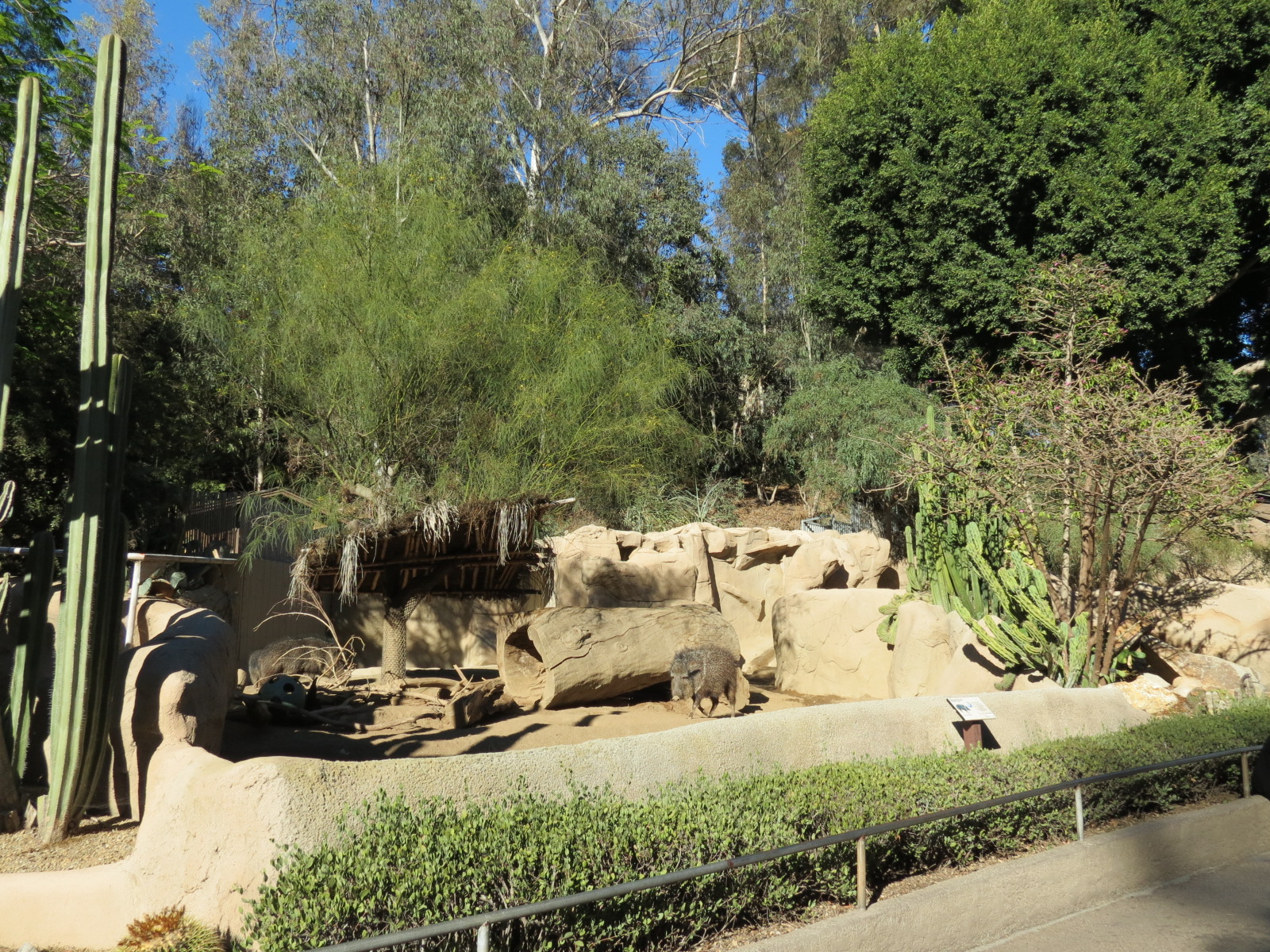 Africa Rocks - Chacoan Peccary Exhibit