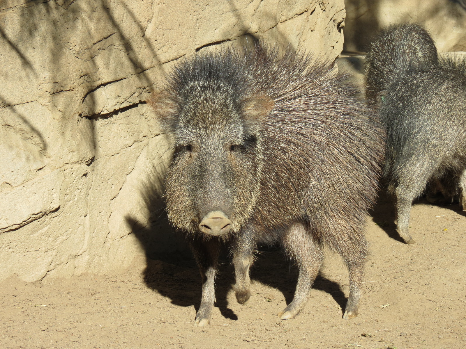Africa Rocks - Chacoan Peccary Exhibit