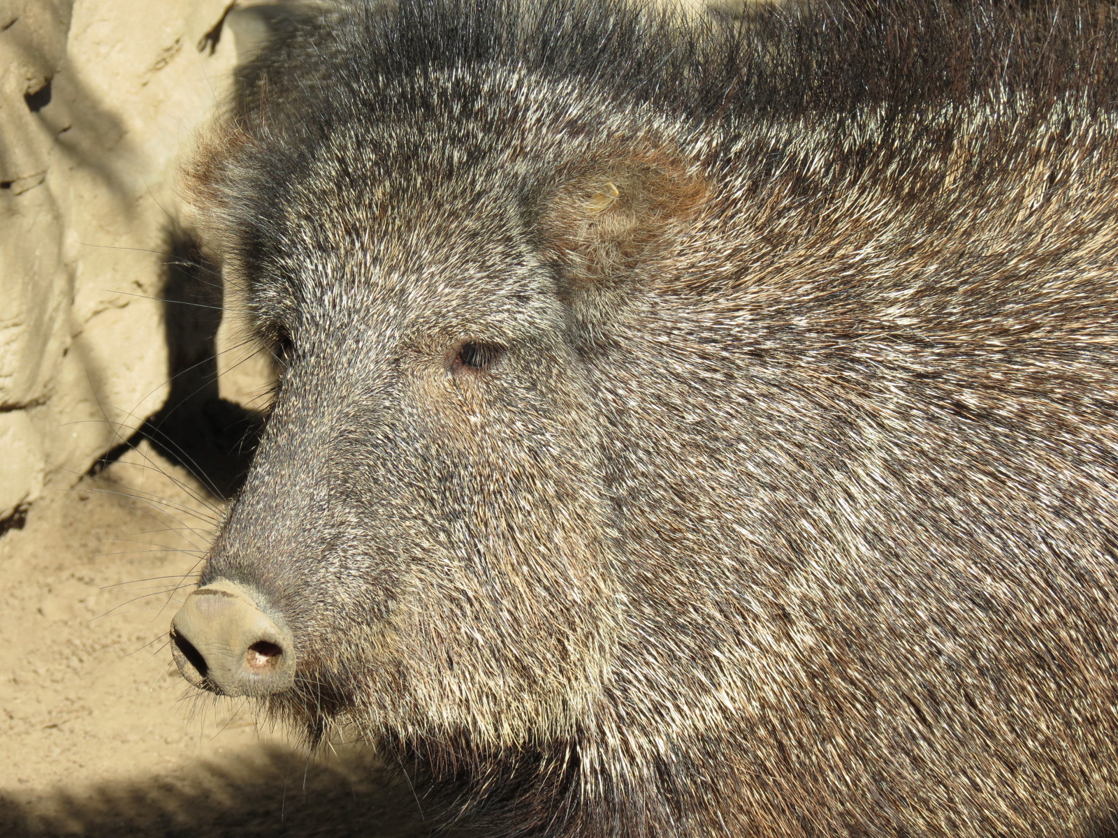 Africa Rocks - Chacoan Peccary Exhibit