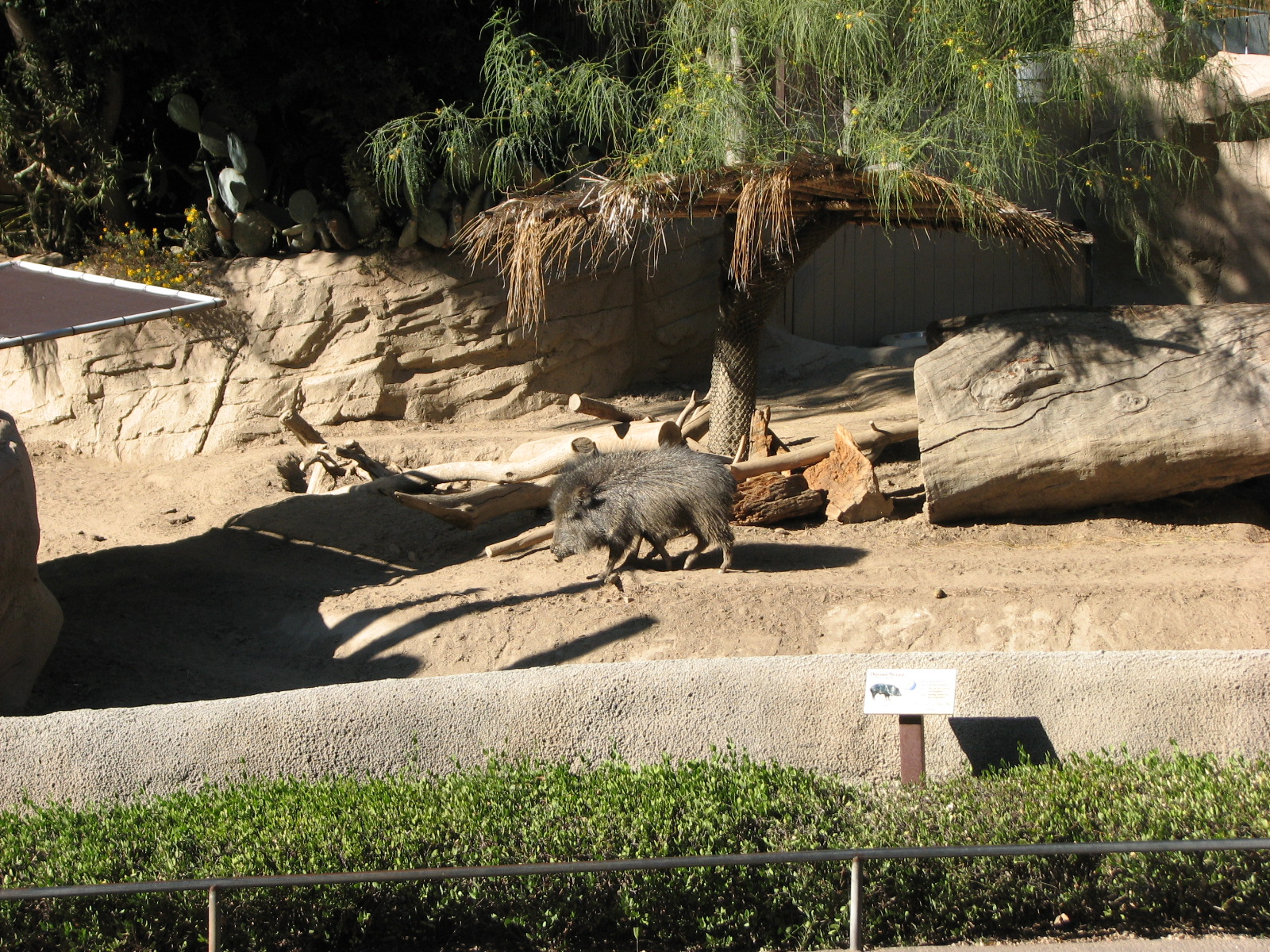 Africa Rocks - Chacoan Peccary