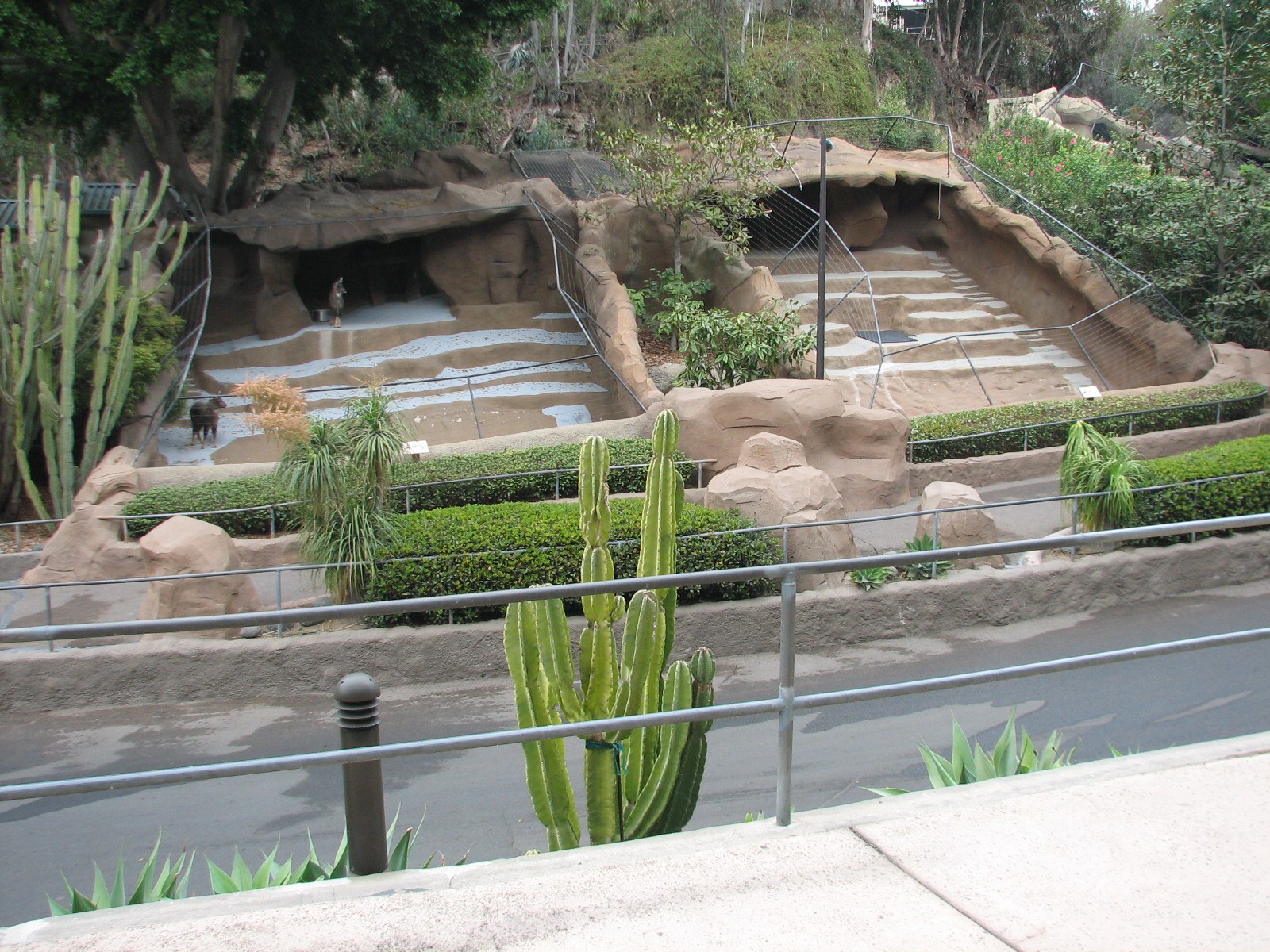 Africa Rocks - Chinese Goral Exhibit