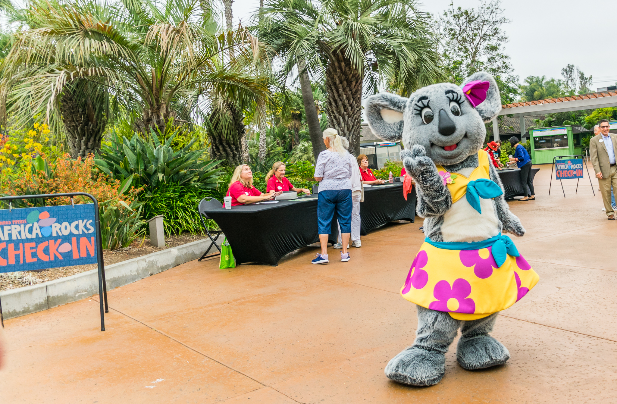 Africa Rocks Donor Preview 7/01/2017