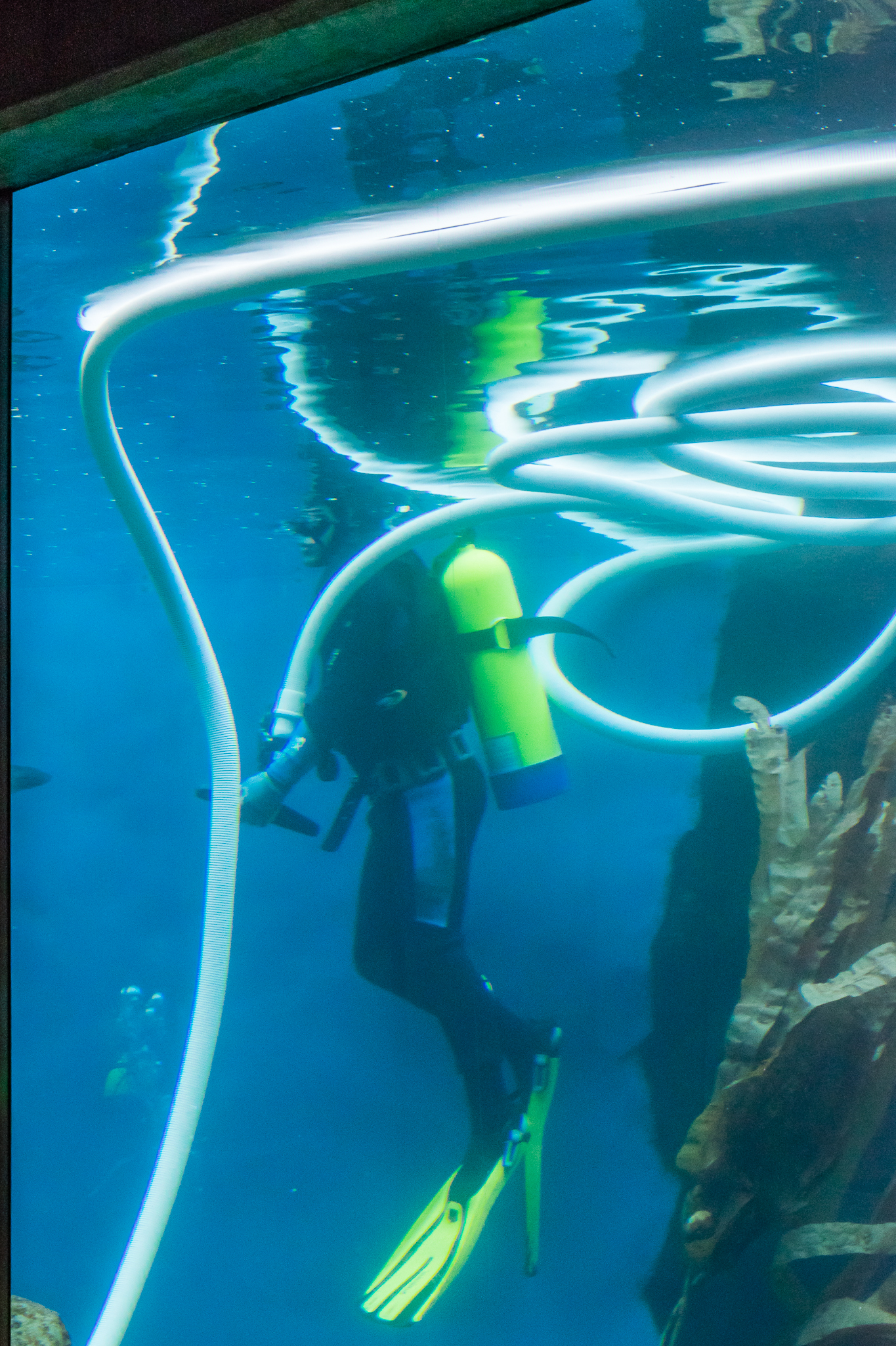 Africa Rocks Donor Preview 7/01/2017