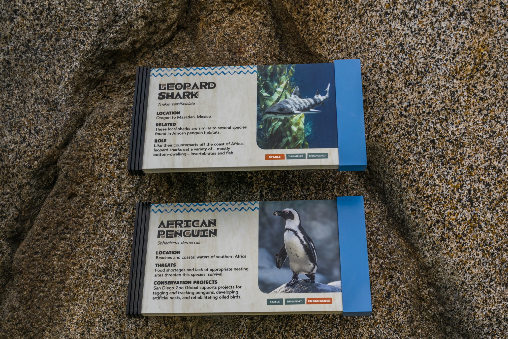 Africa Rocks Donor Preview 7/01/2017