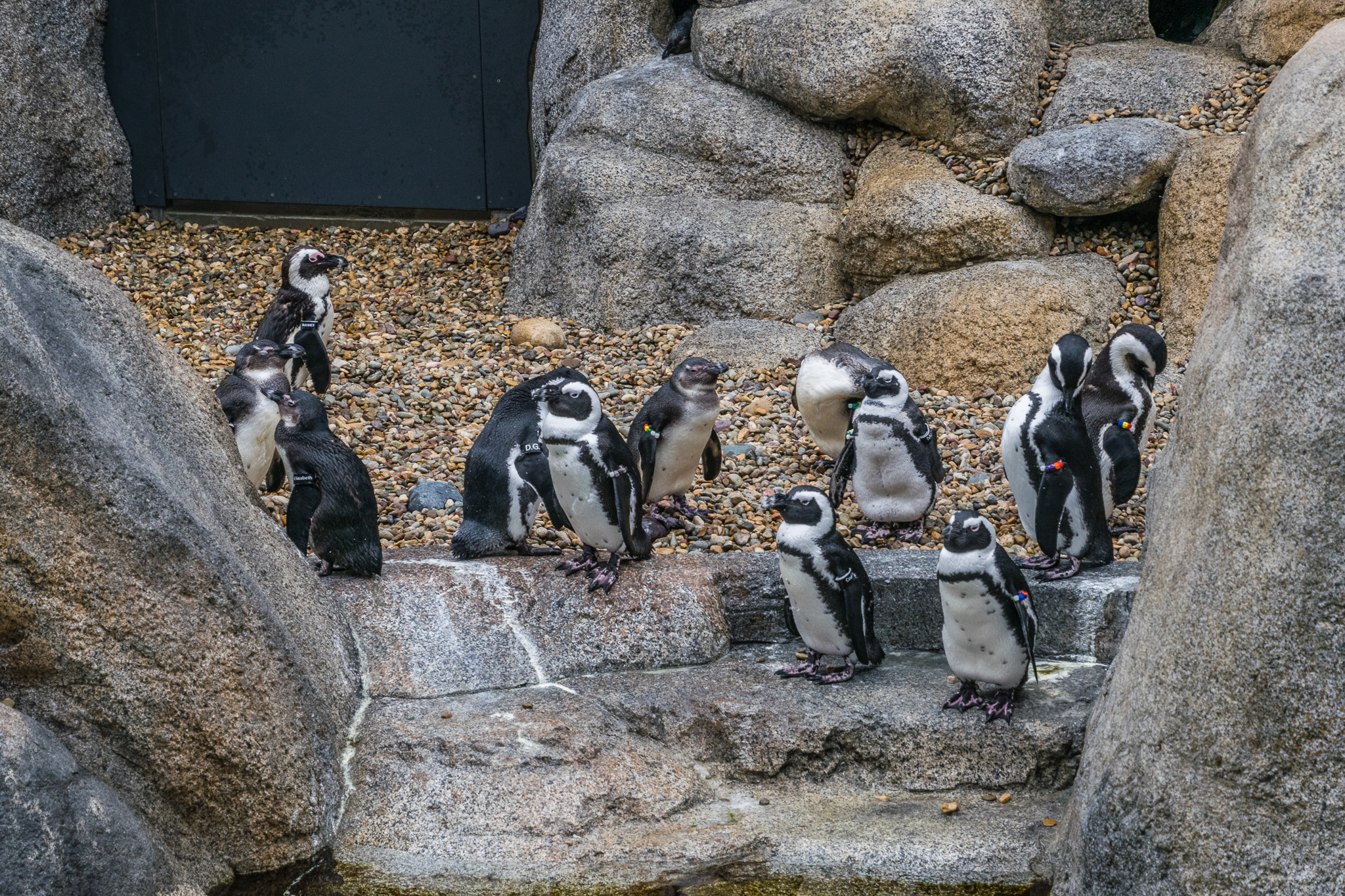 Africa Rocks Donor Preview 7/01/2017