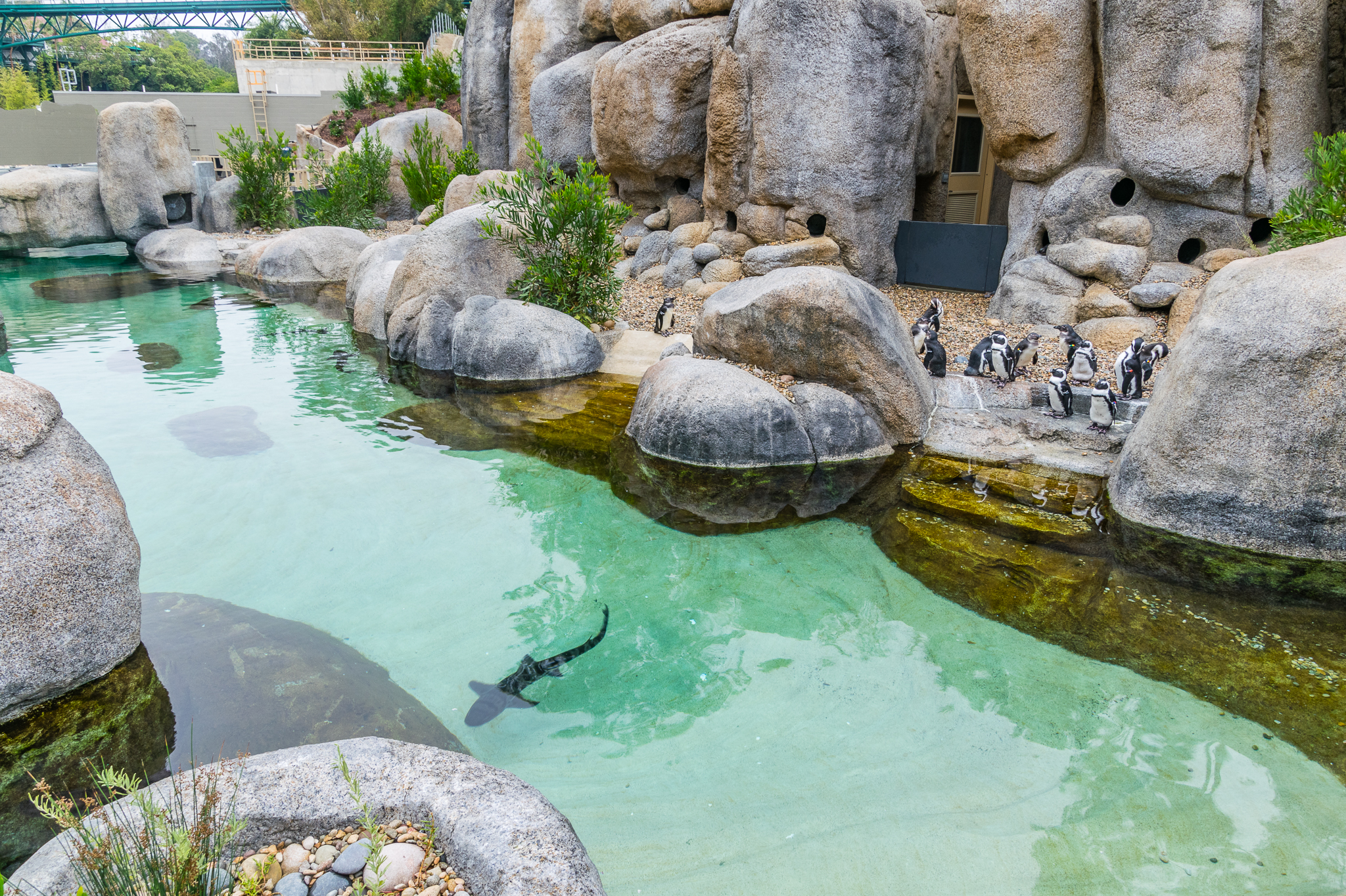 Africa Rocks Donor Preview 7/01/2017