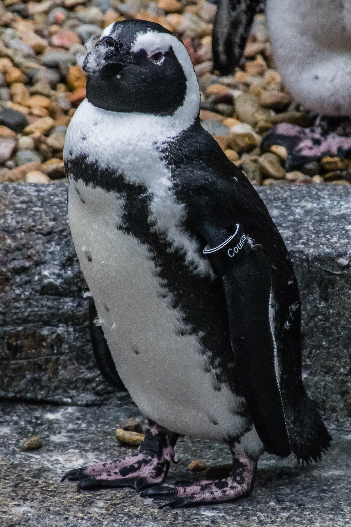 Africa Rocks Donor Preview 7/01/2017