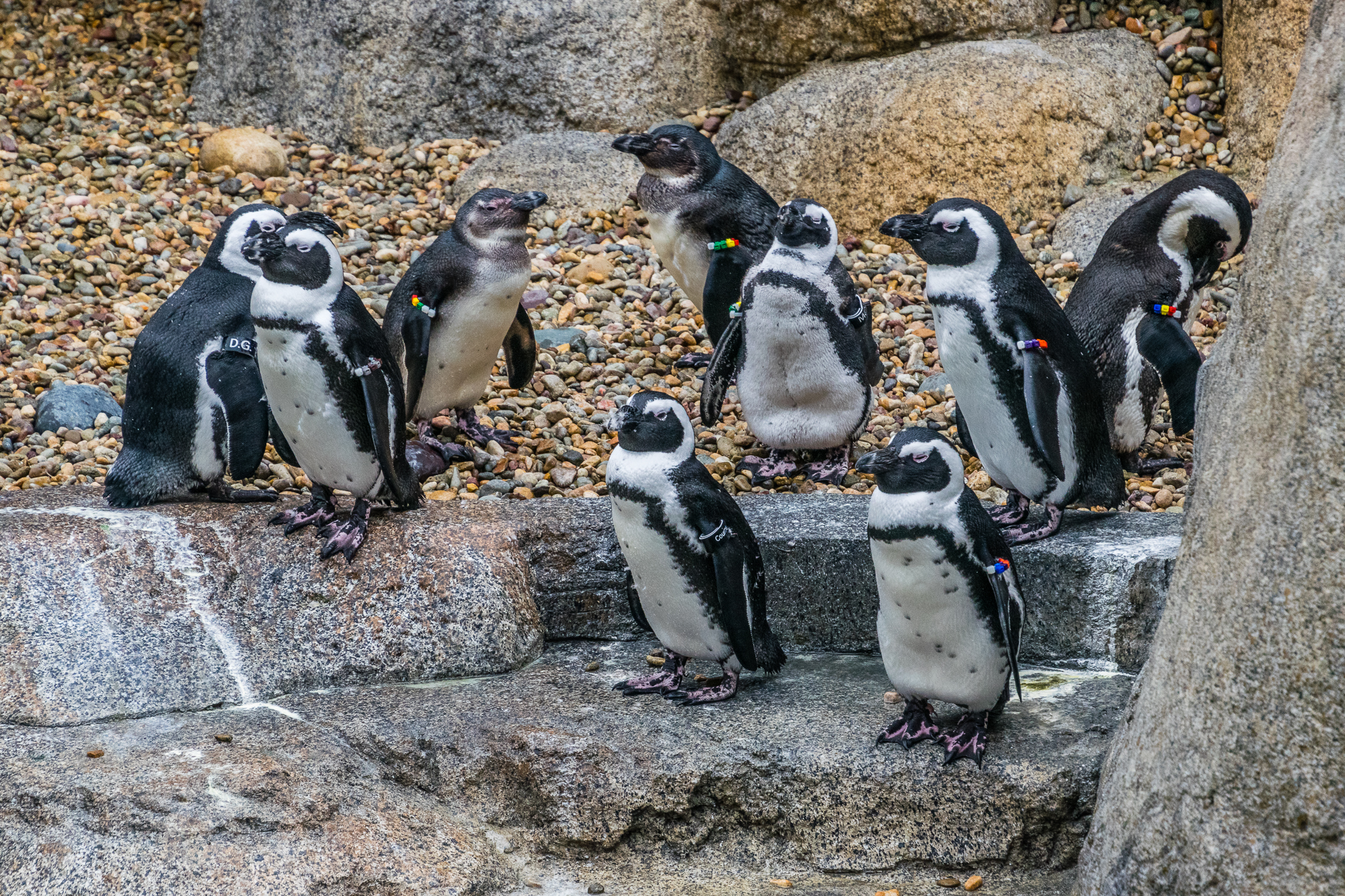 Africa Rocks Donor Preview 7/01/2017