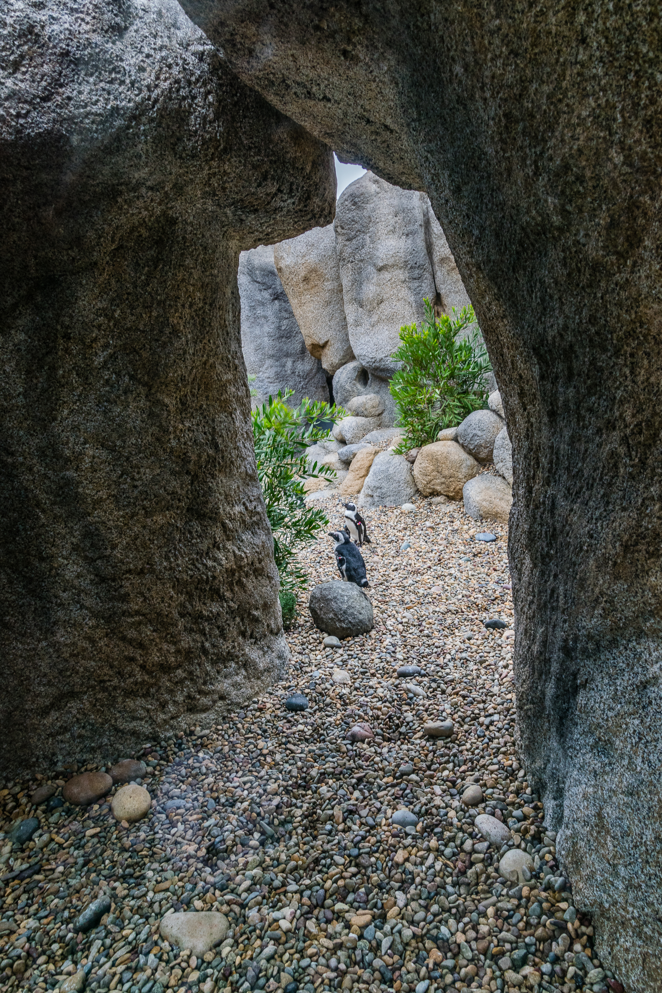 Africa Rocks Donor Preview 7/01/2017