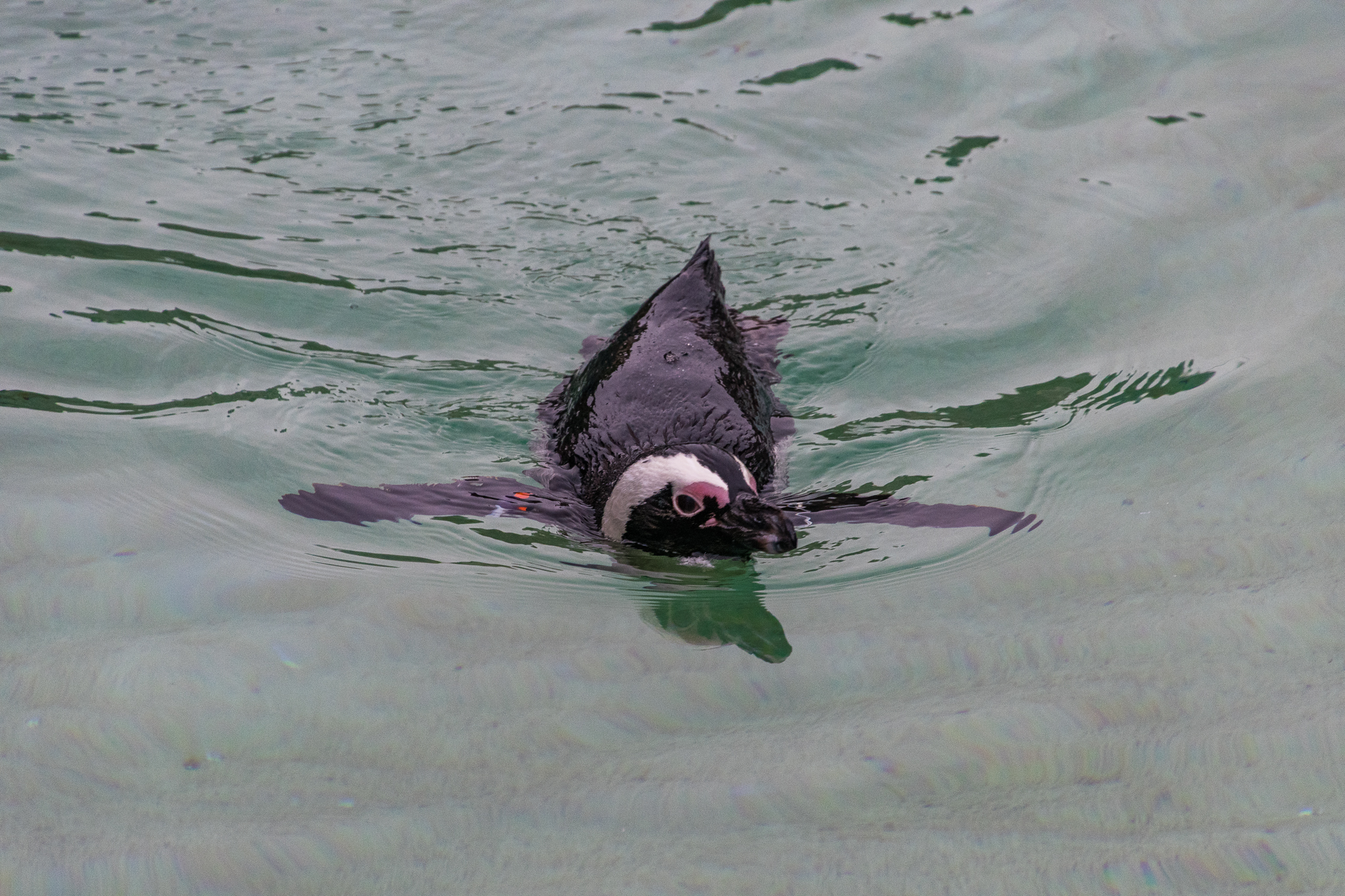 Africa Rocks Donor Preview 7/01/2017