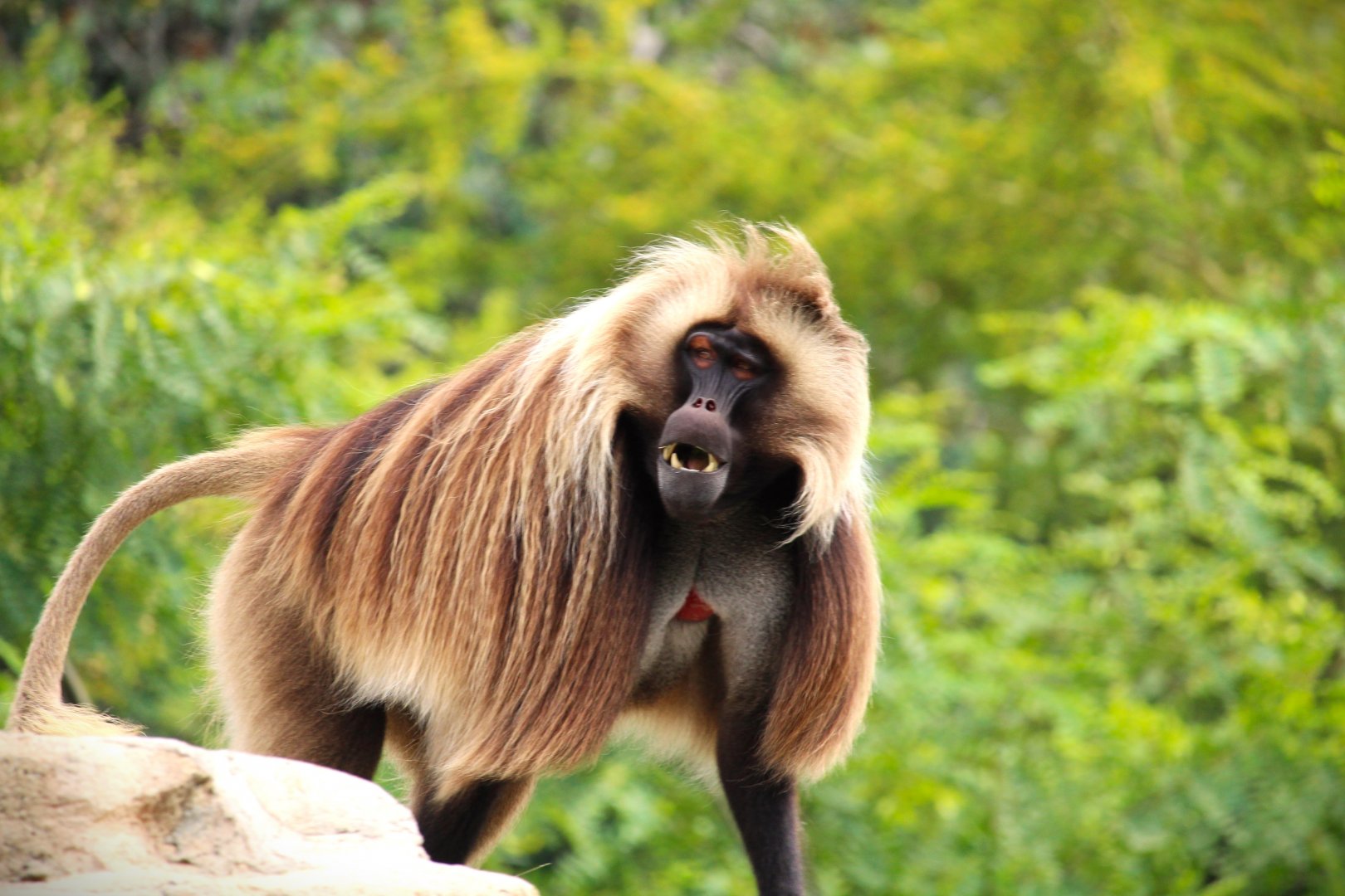 Africa Rocks - Ethiopian Highlands - Gelada