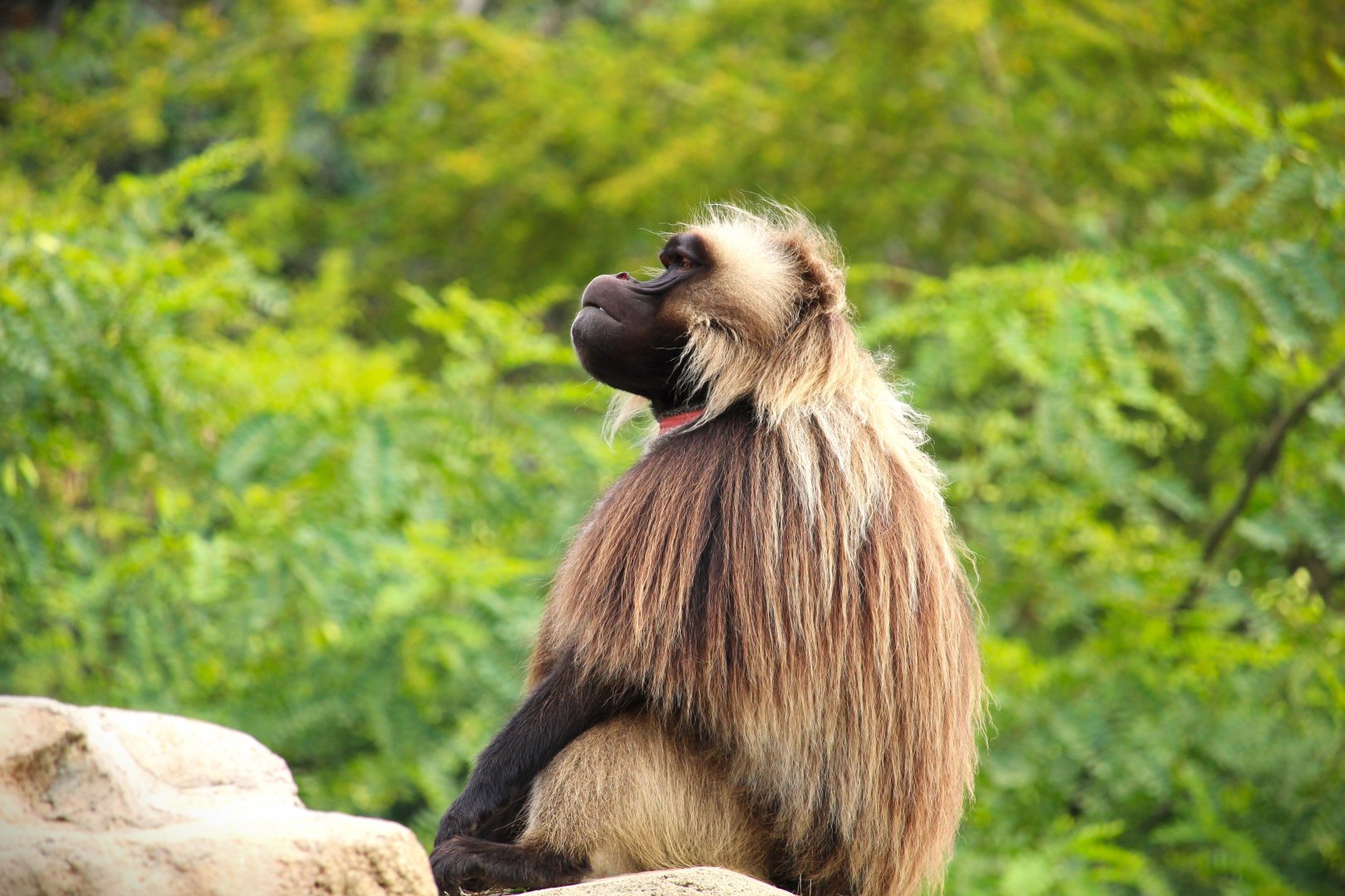 Africa Rocks - Ethiopian Highlands - Gelada