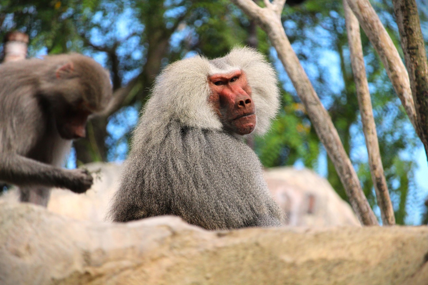 Africa Rocks - Ethiopian Highlands - Hamadryas Baboon